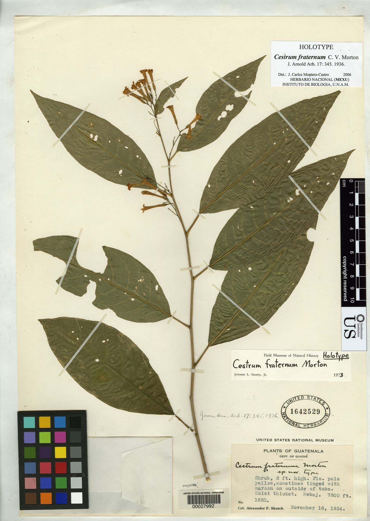 Cestrum fraternum