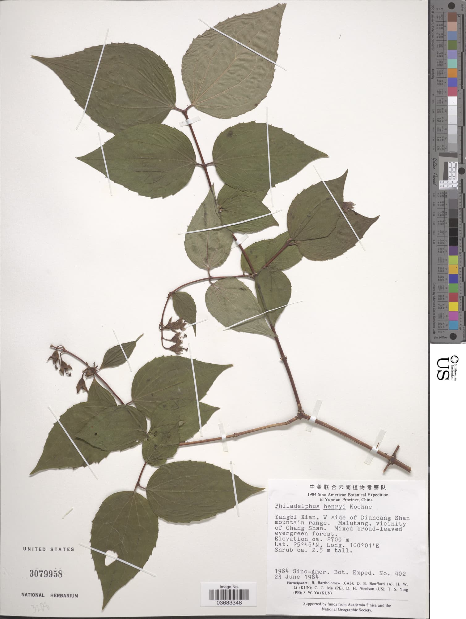 Philadelphus henryi