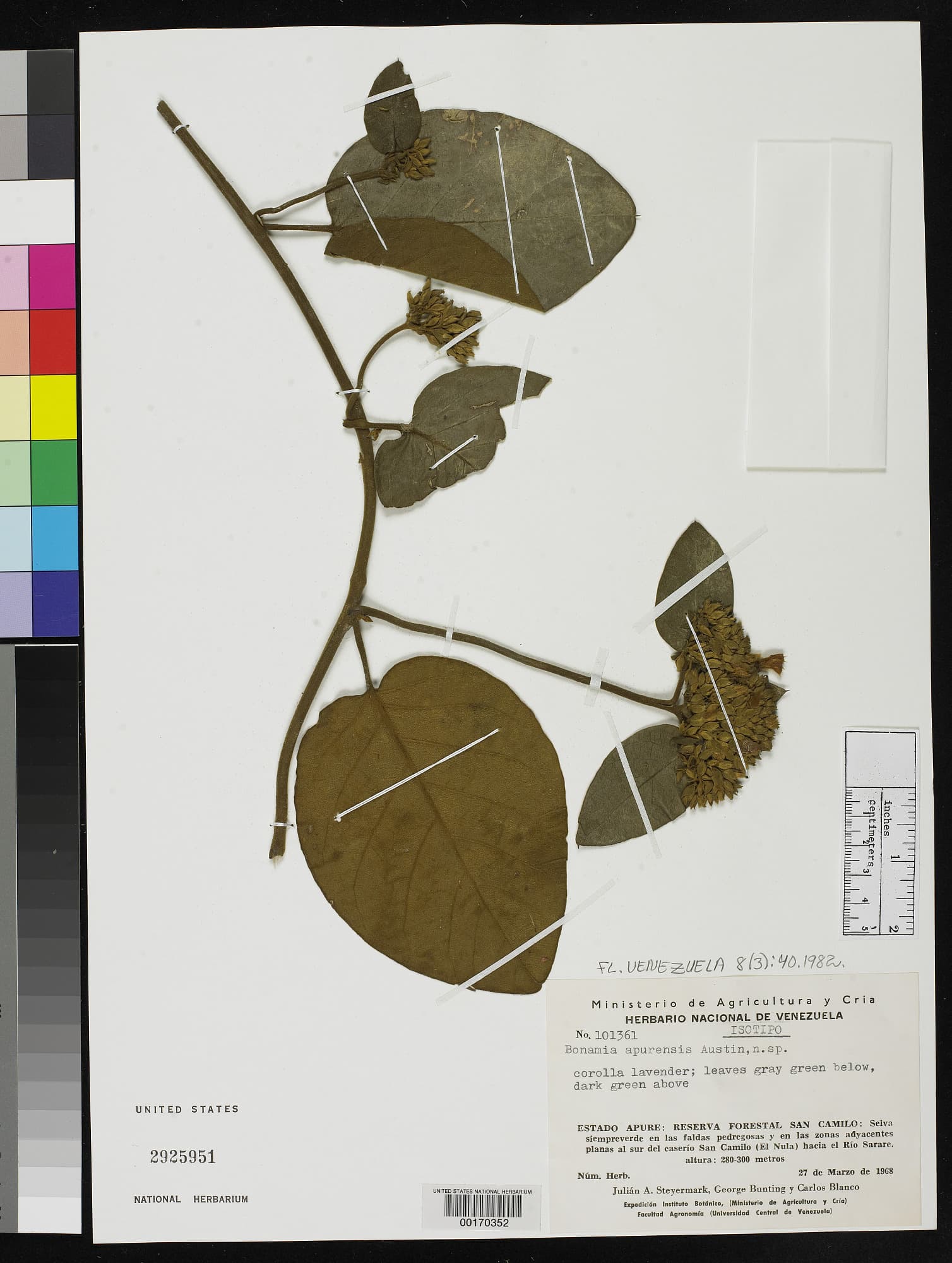 Bonamia apurensis