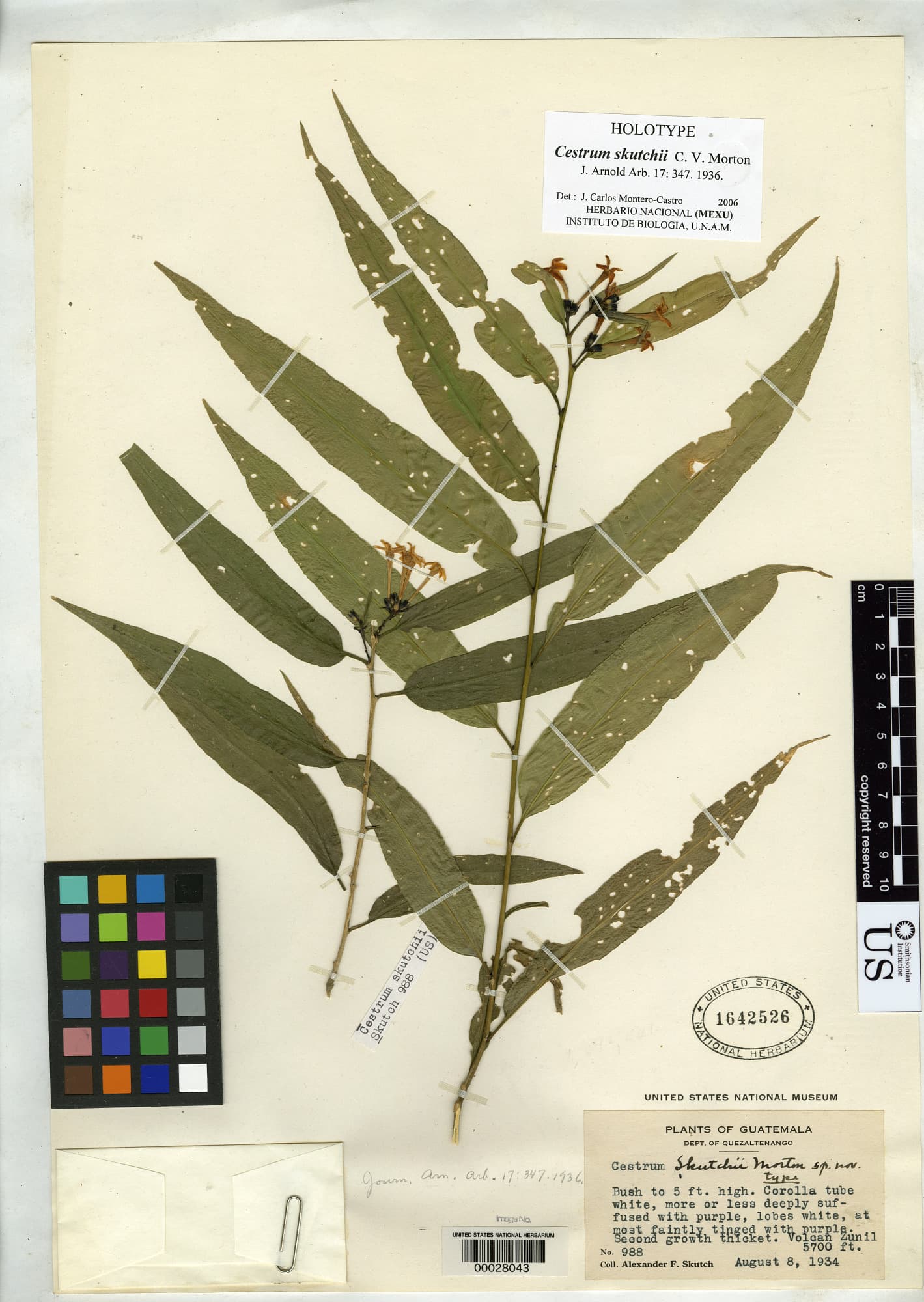 Cestrum skutchii