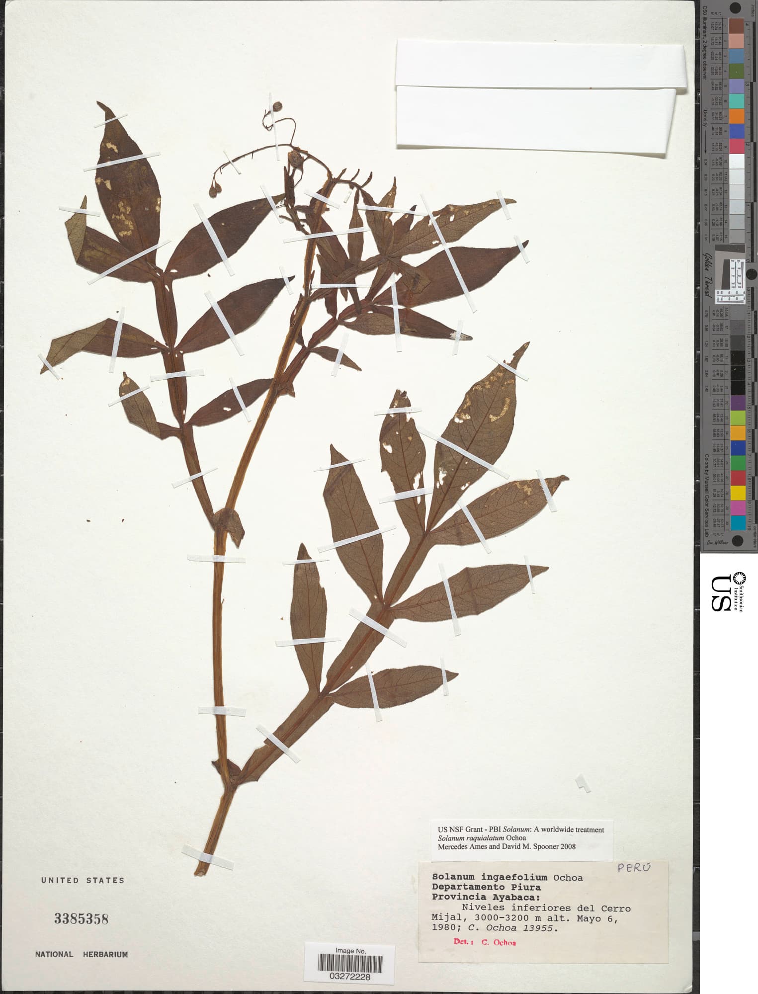 Solanum raquialatum