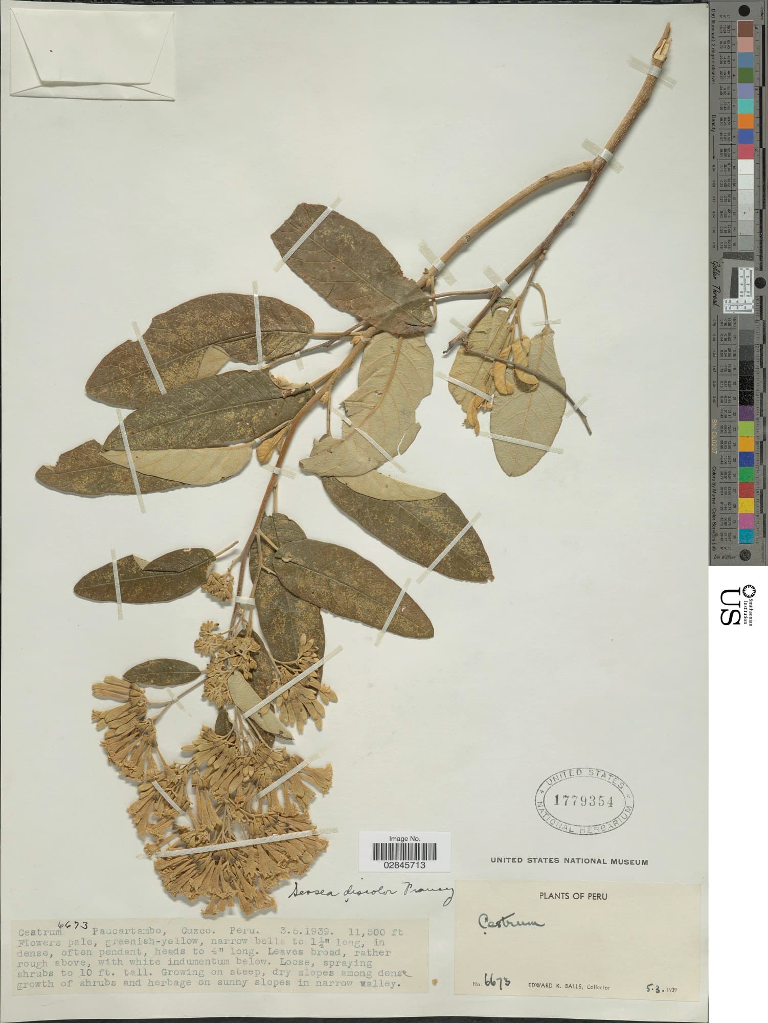 Sessea discolor