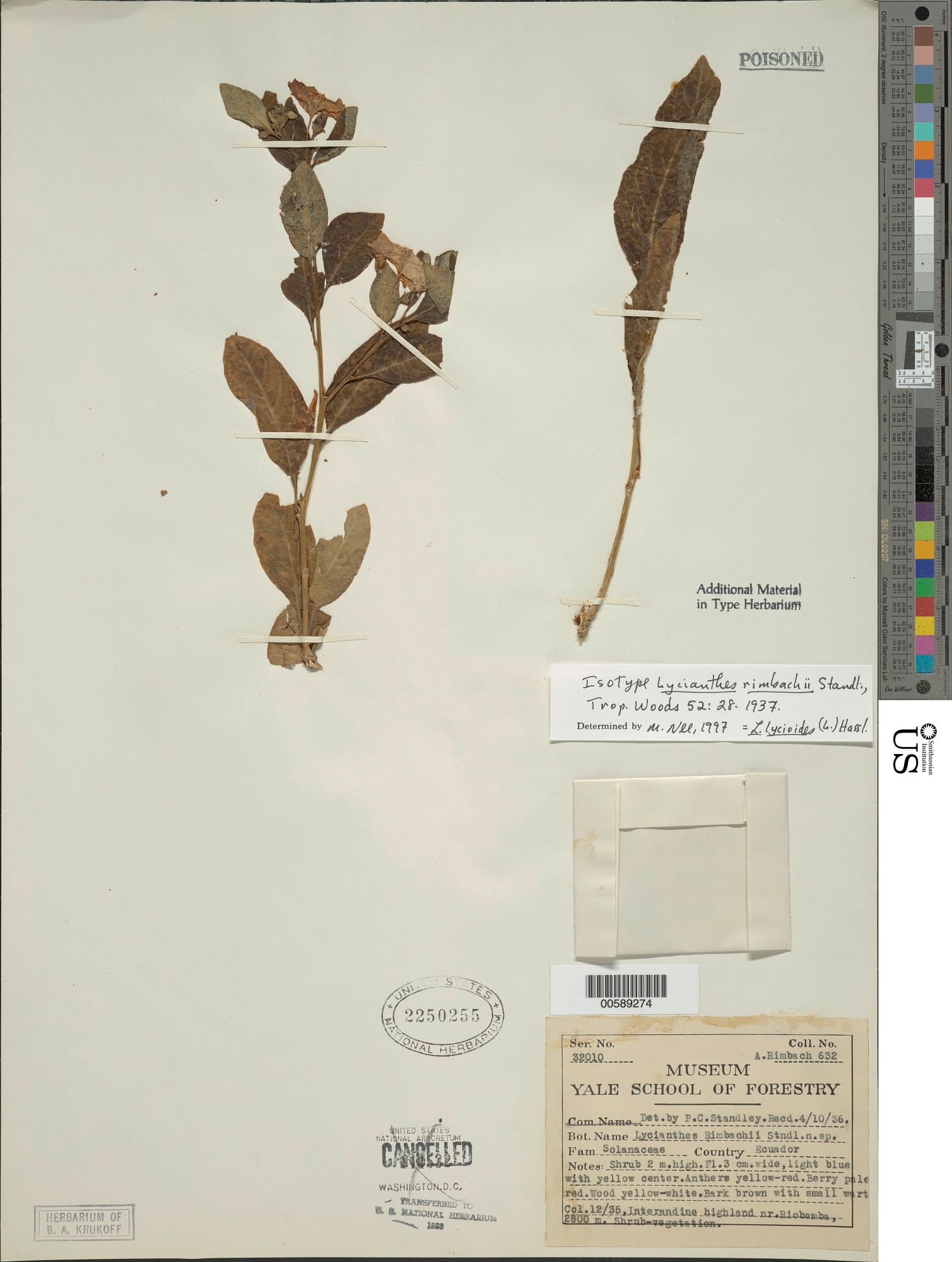 Lycianthes rimbachii