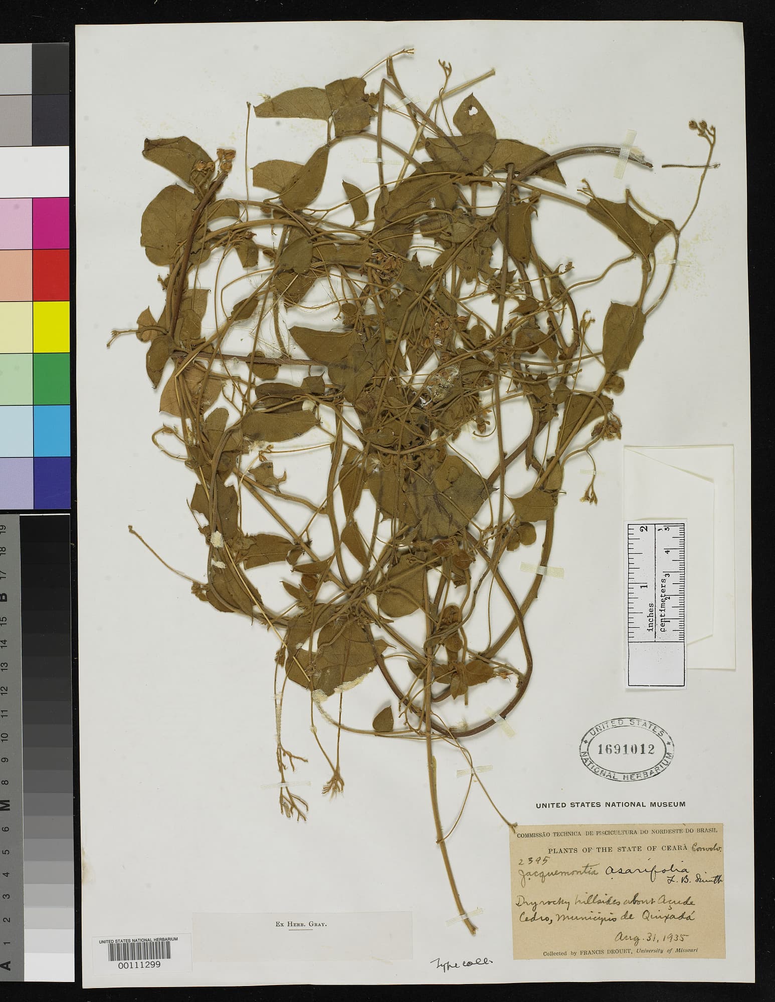 Jacquemontia asarifolia
