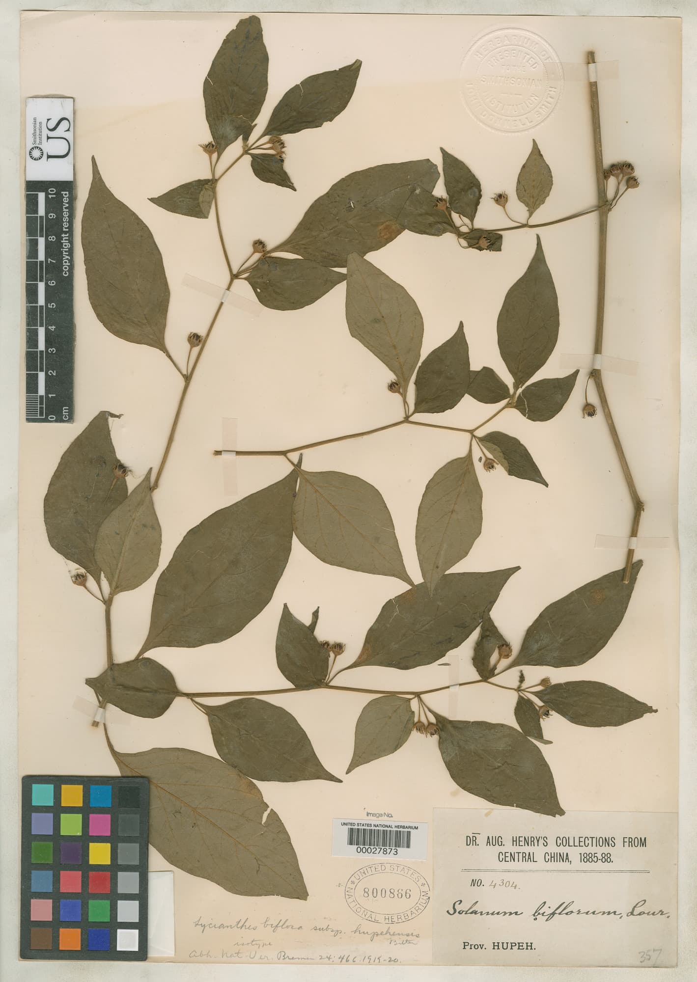 Lycianthes hupehensis