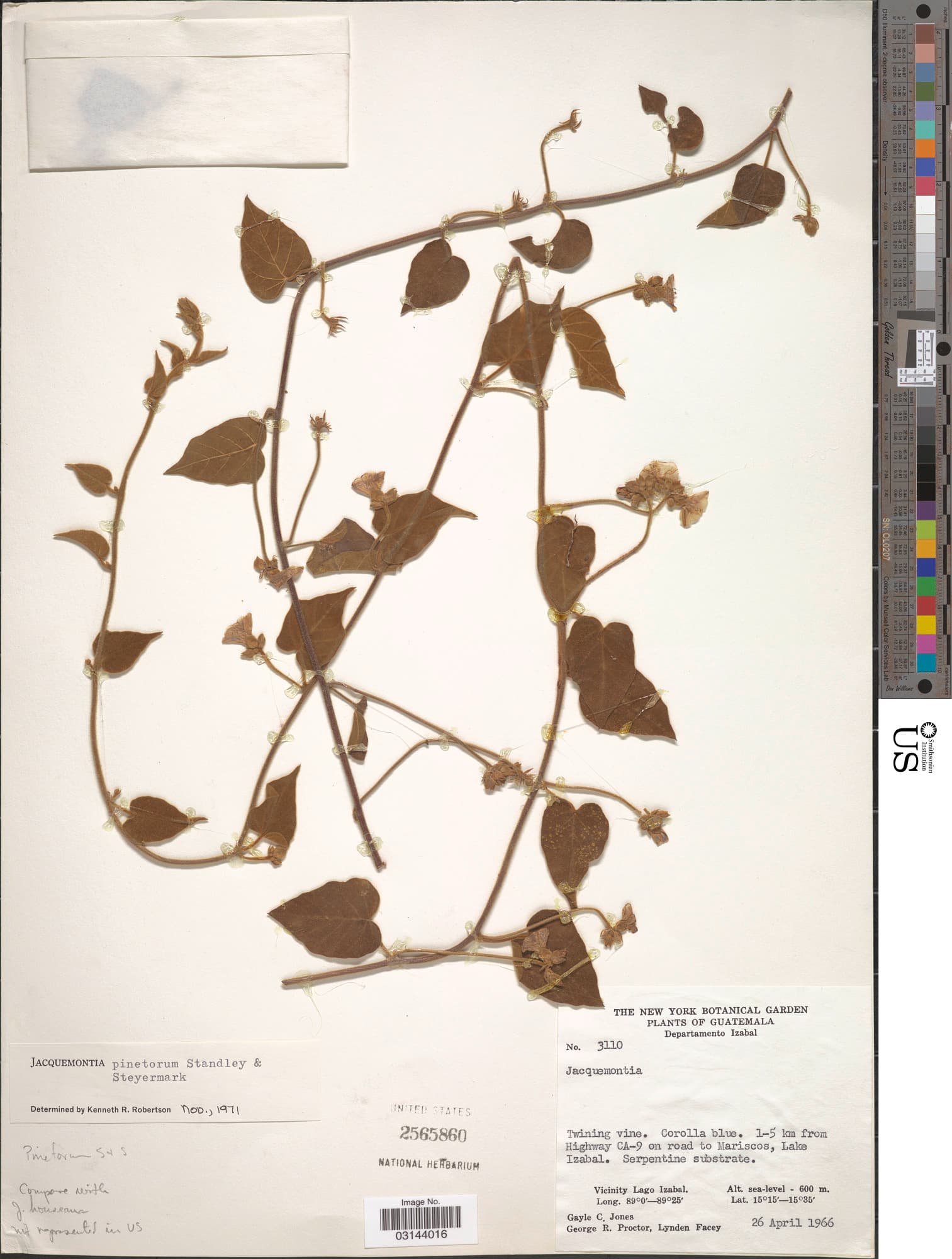 Jacquemontia pinetorum