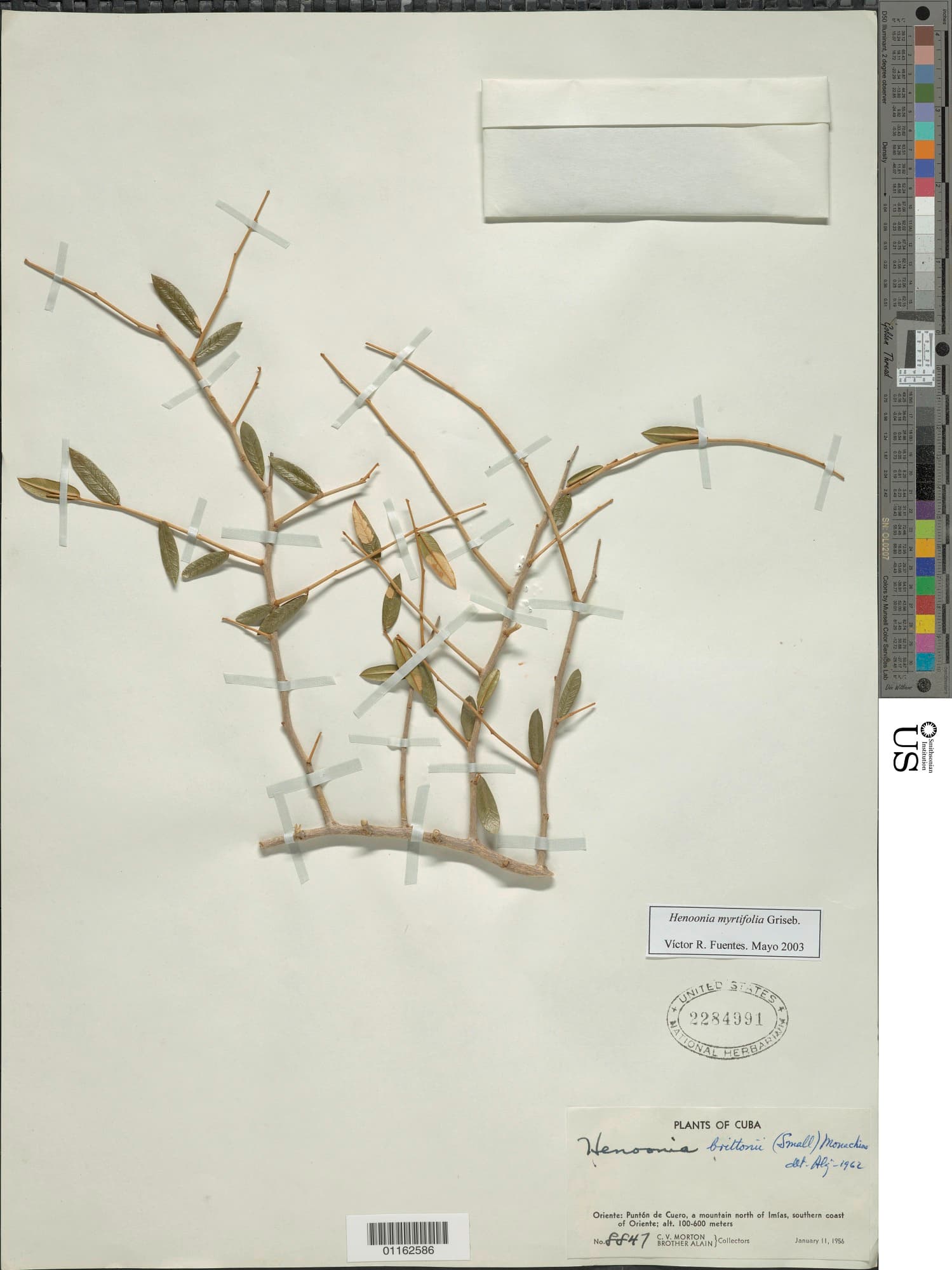 Henoonia myrtifolia