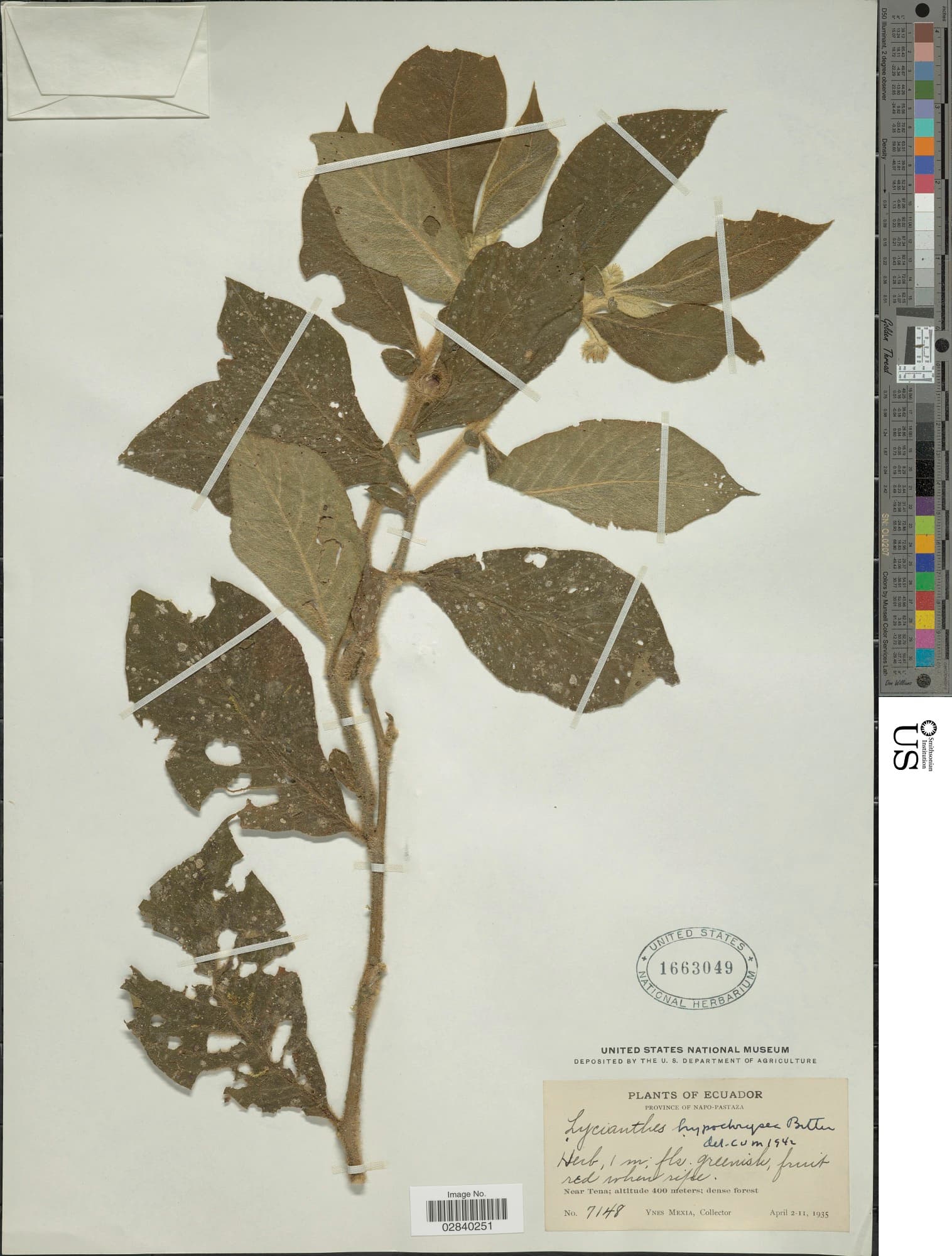 Lycianthes hypochrysea