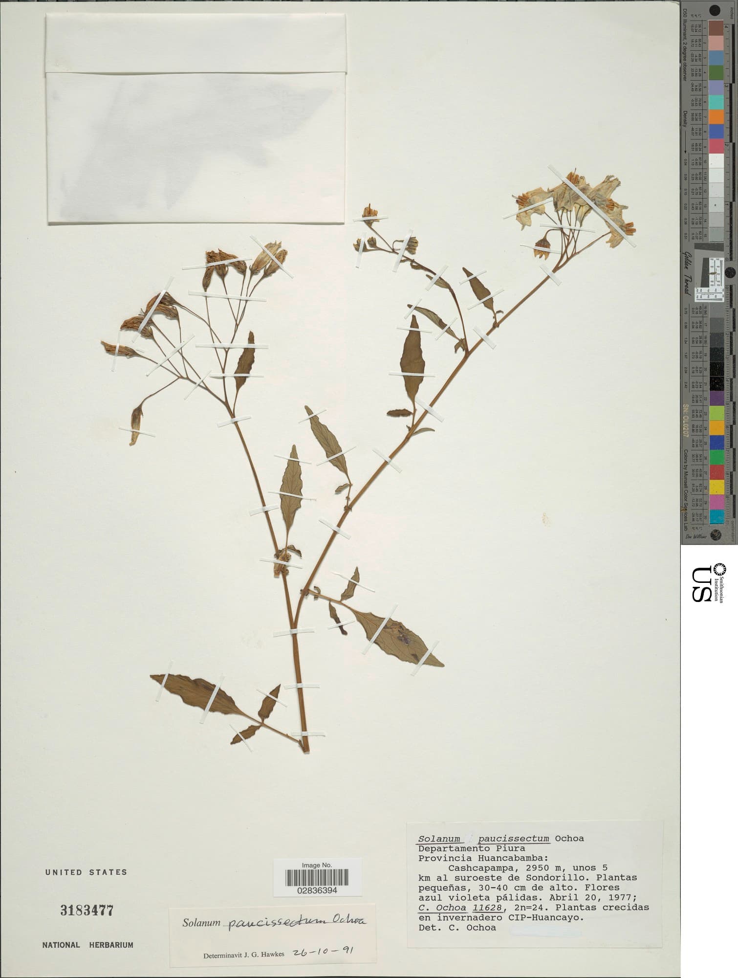 Solanum acroglossum