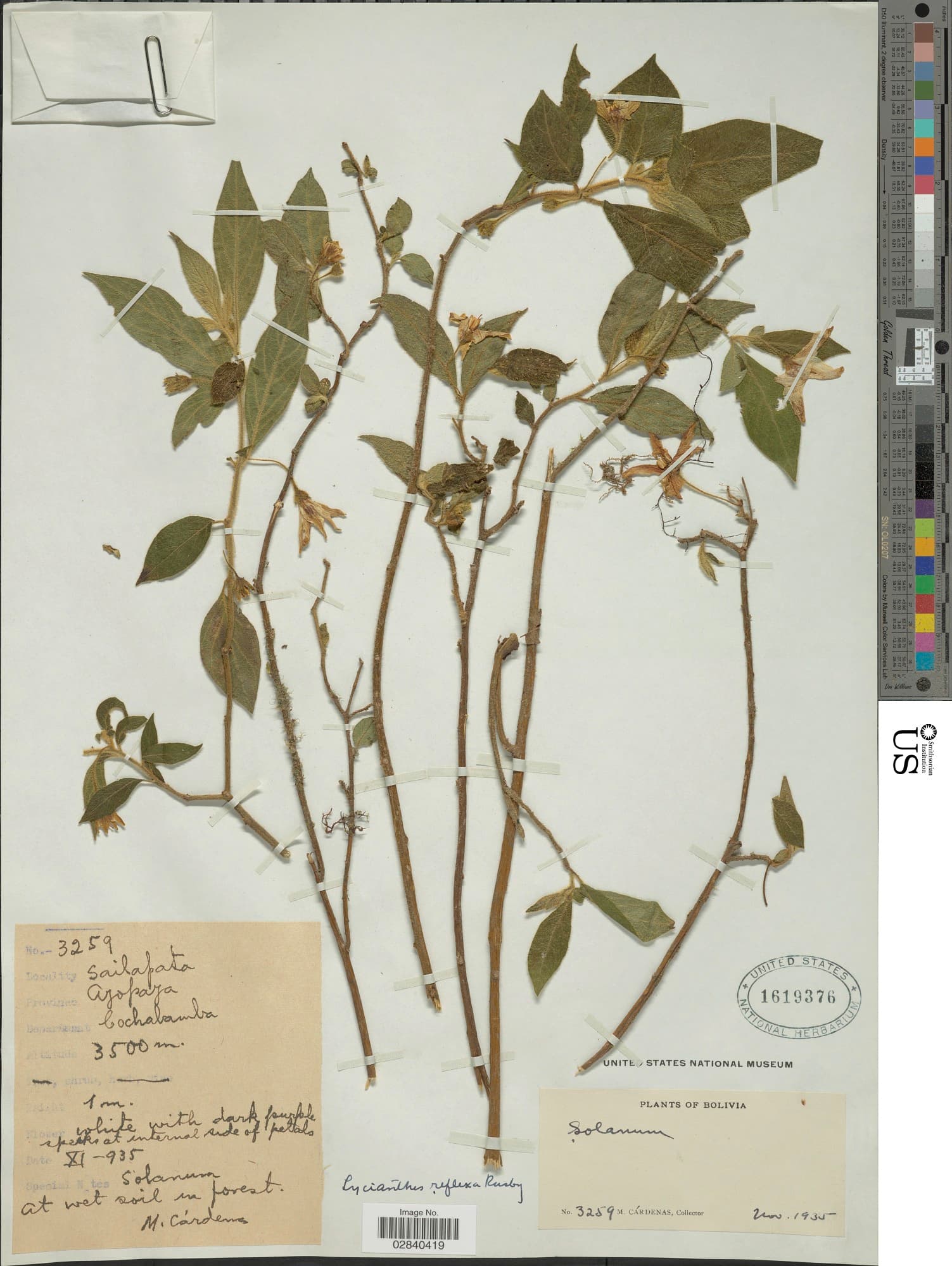 Lycianthes reflexa