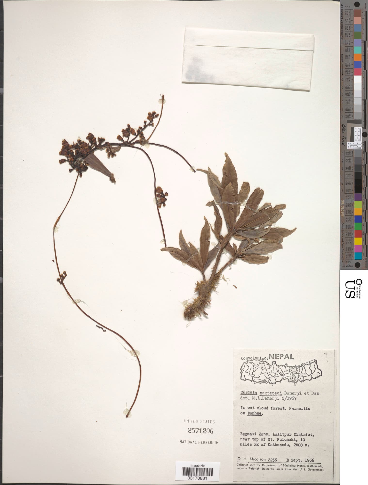 Cuscuta santapaui