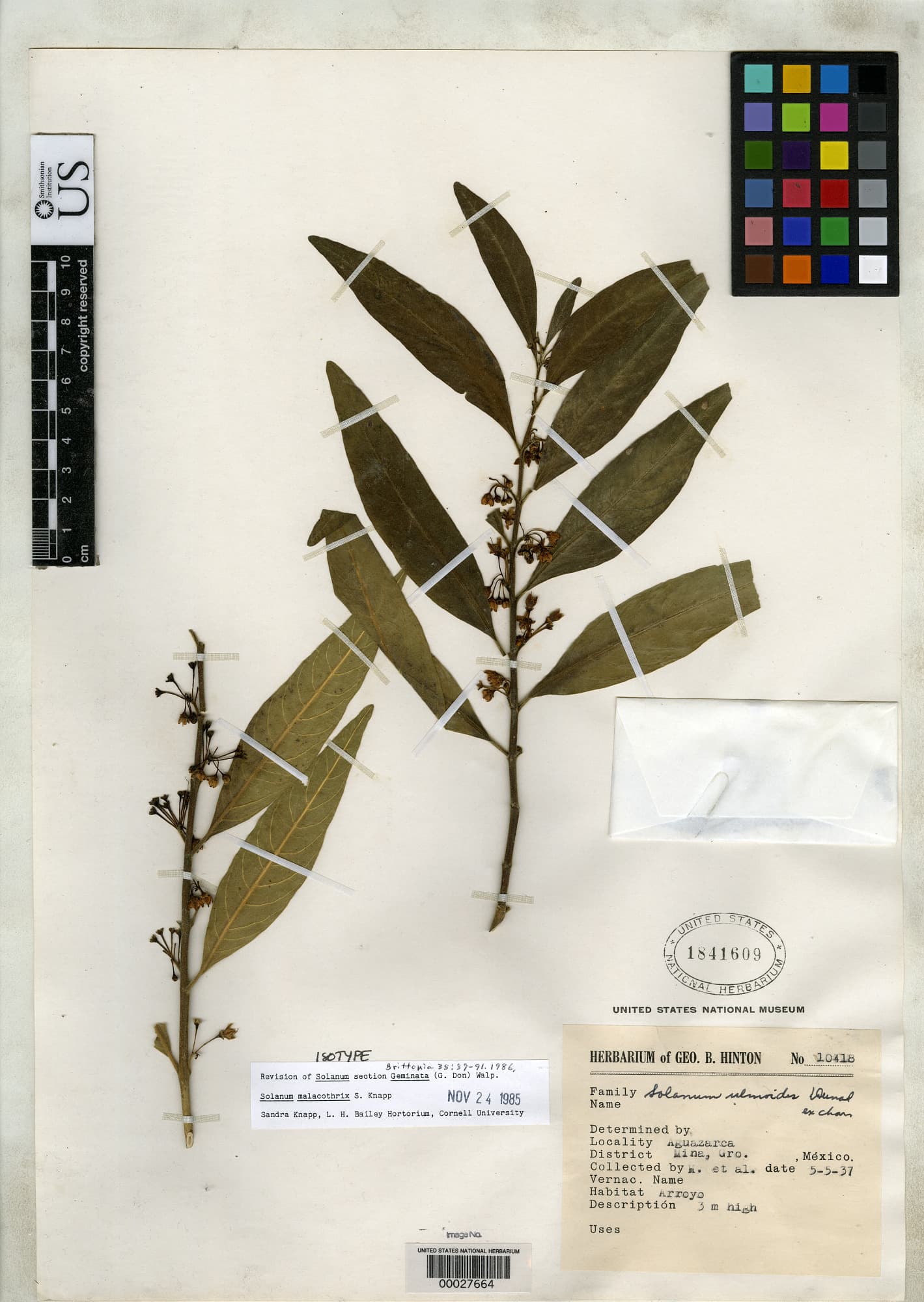 Solanum malacothrix