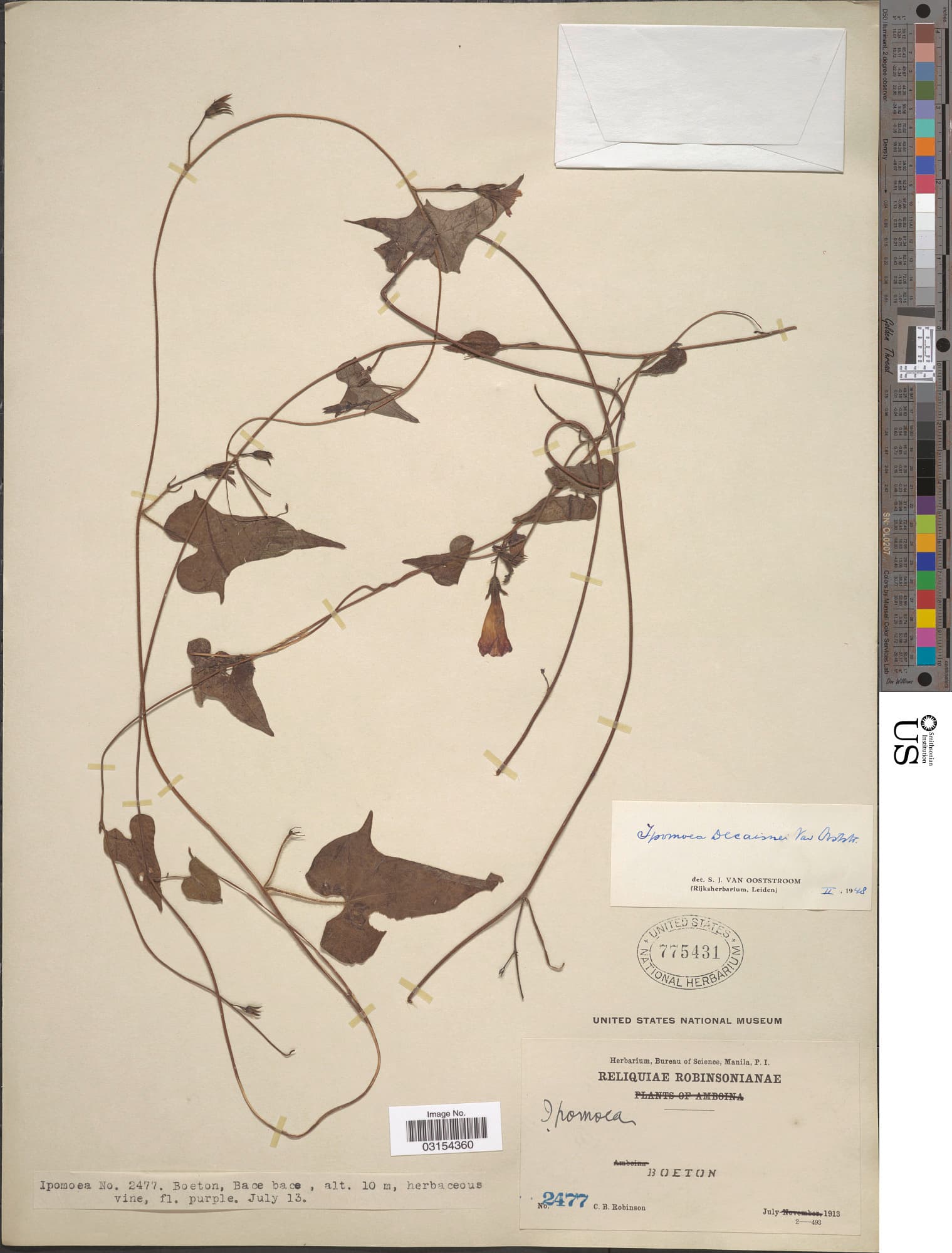Ipomoea decaisnei