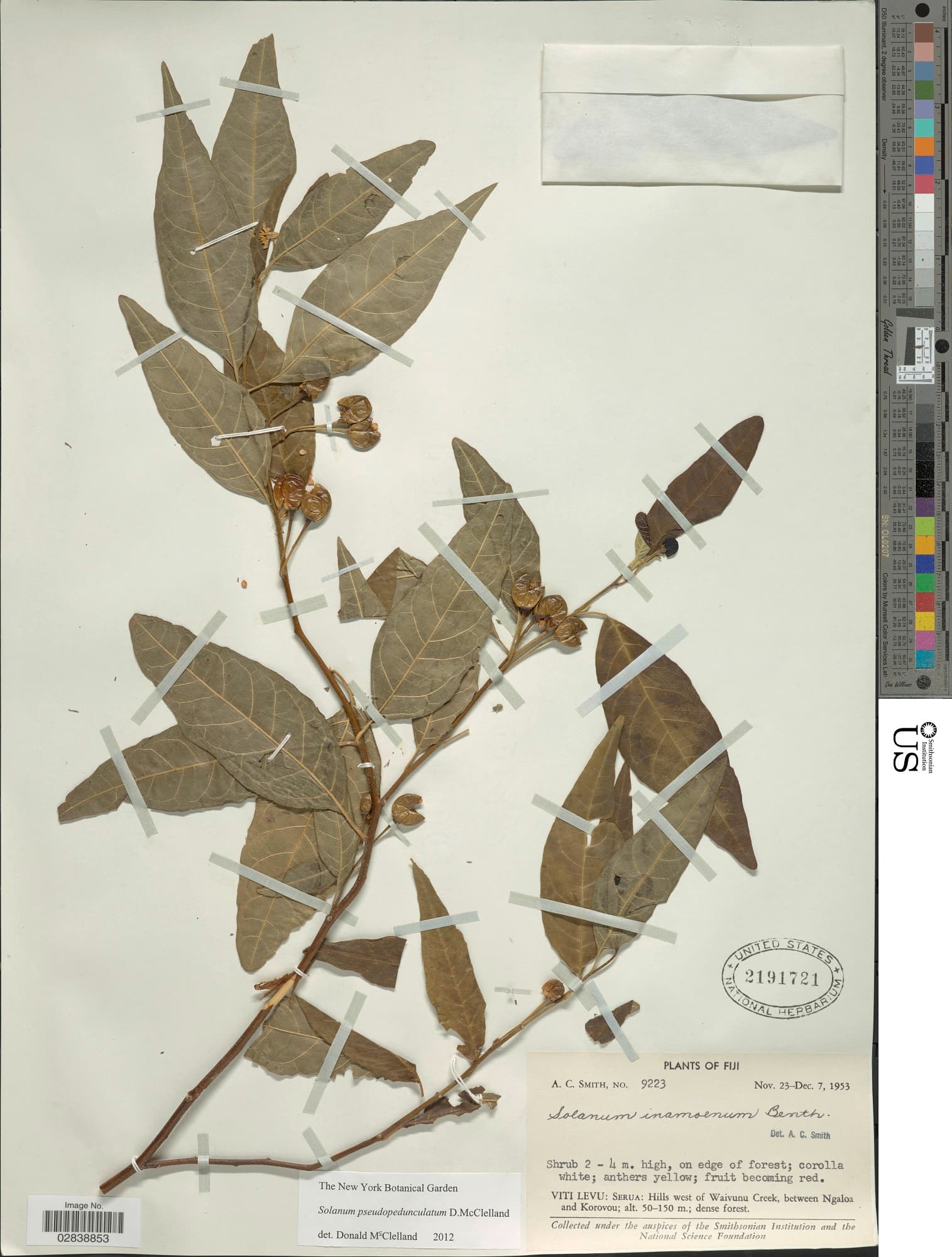 Solanum pseudopedunculatum