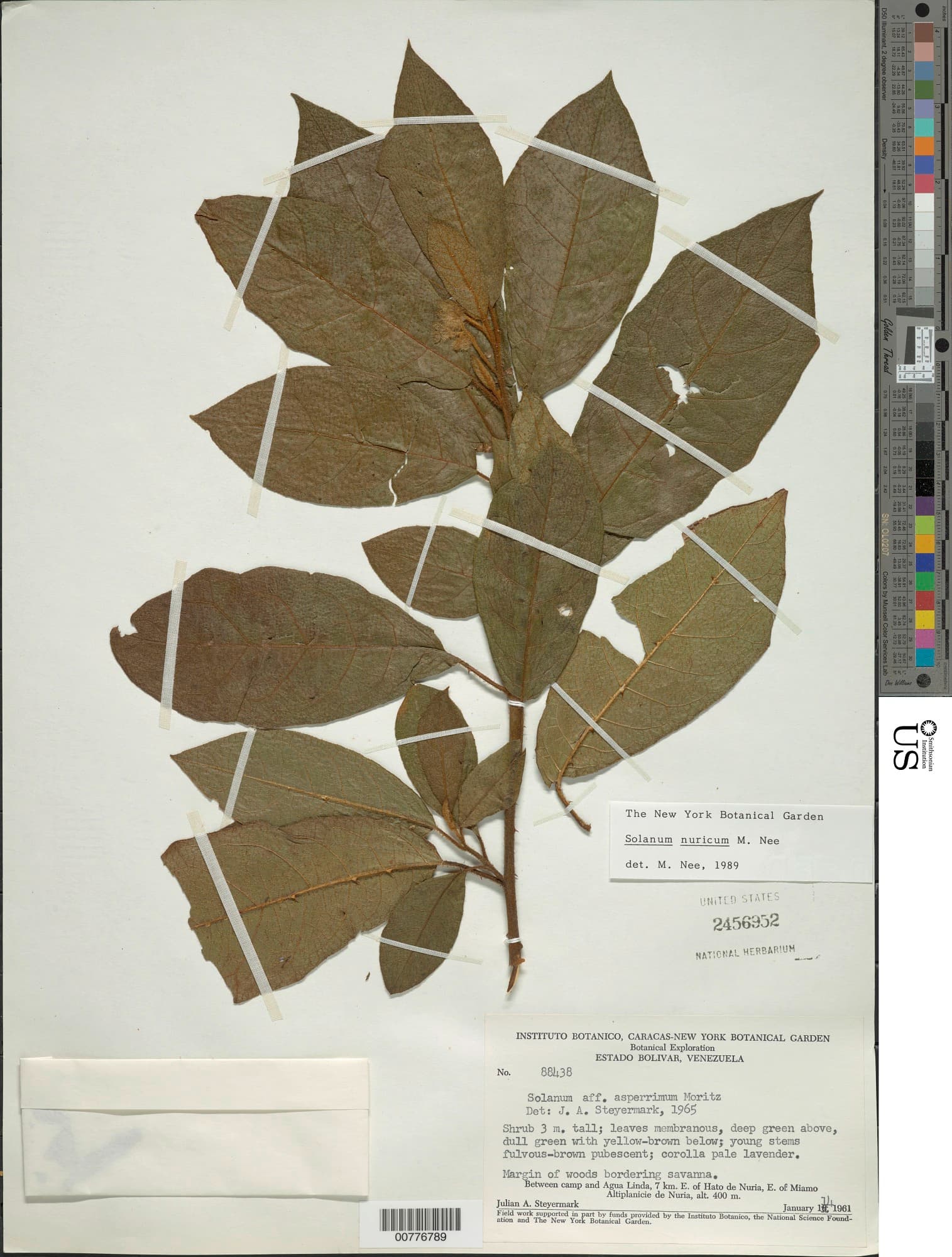 Solanum nuricum