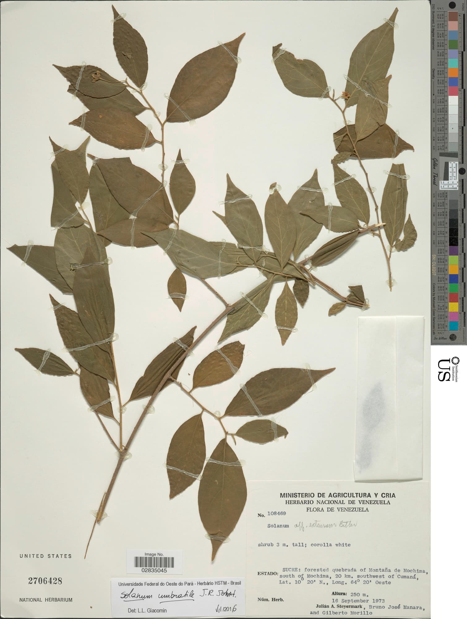 Solanum umbratile
