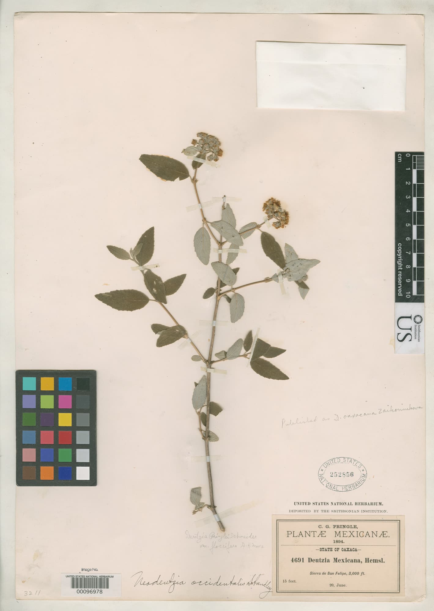 Deutzia oaxacana