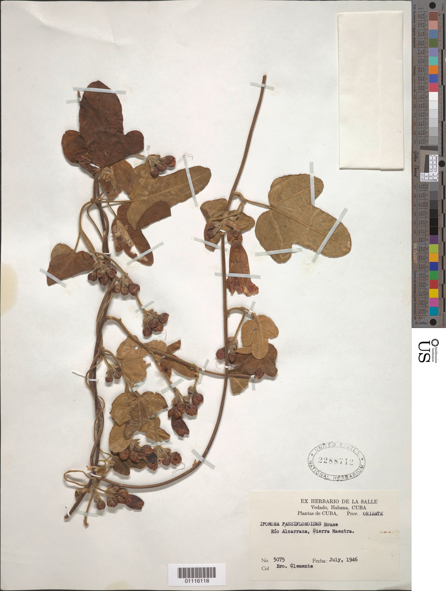 Ipomoea passifloroides
