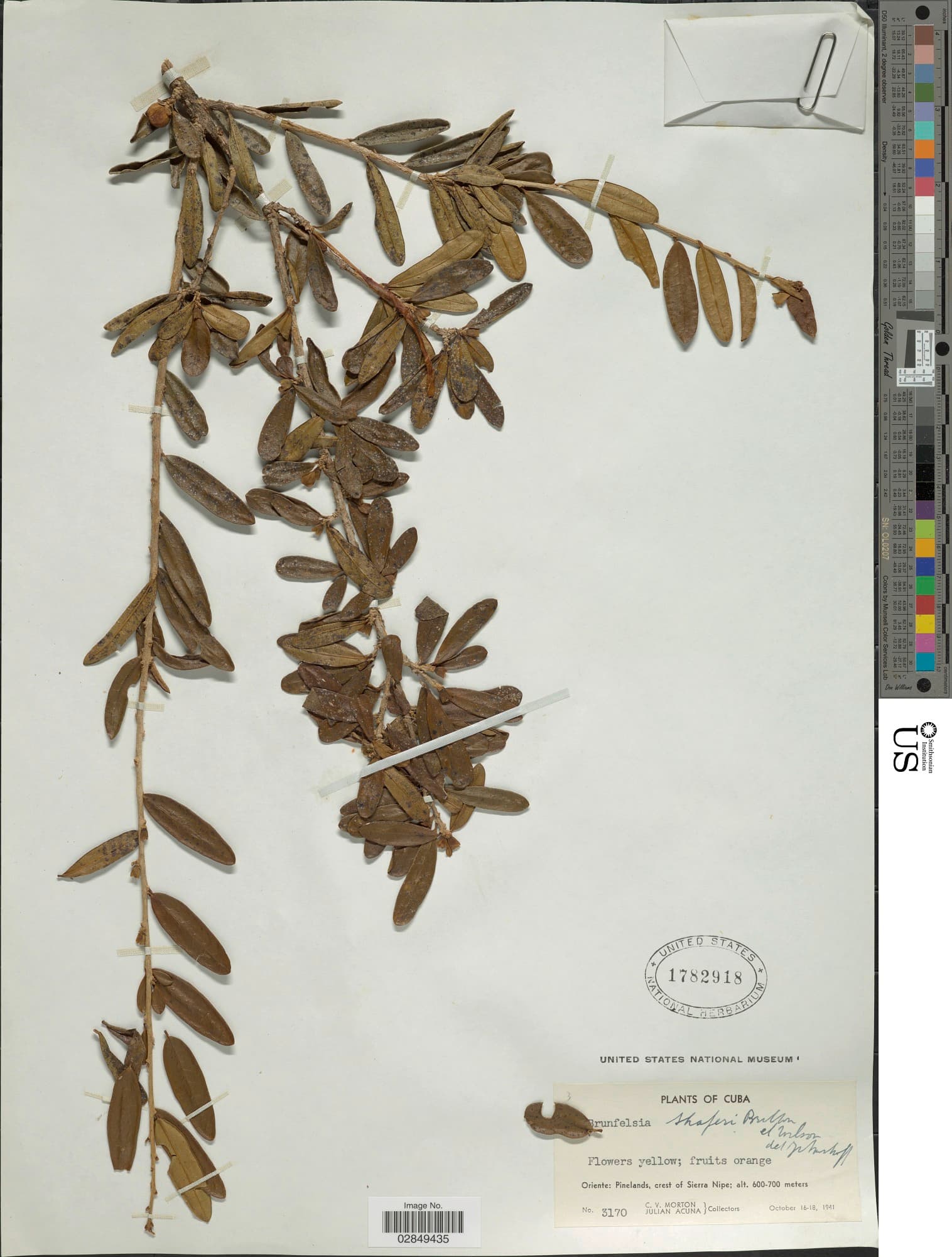 Brunfelsia shaferi