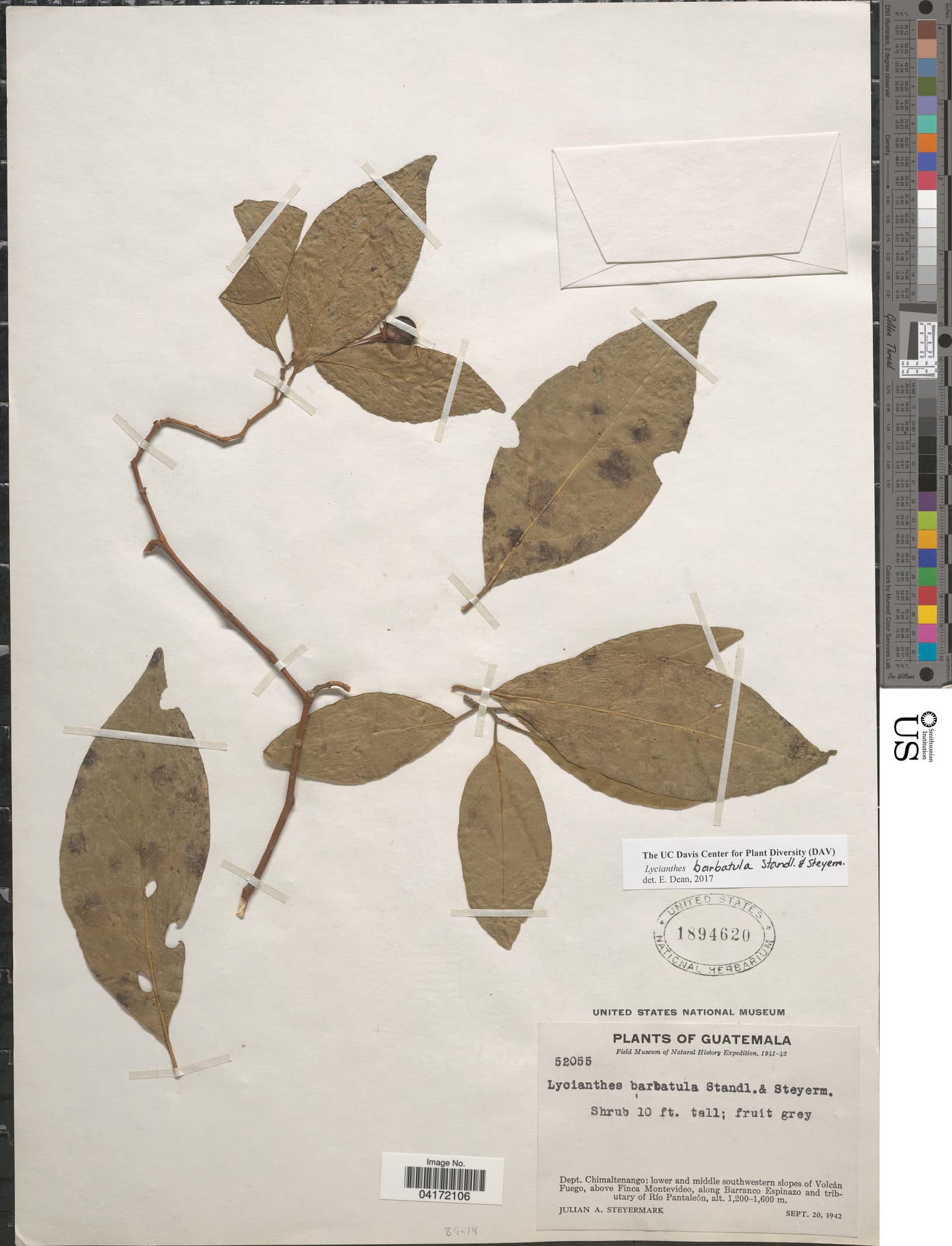 Lycianthes barbatula