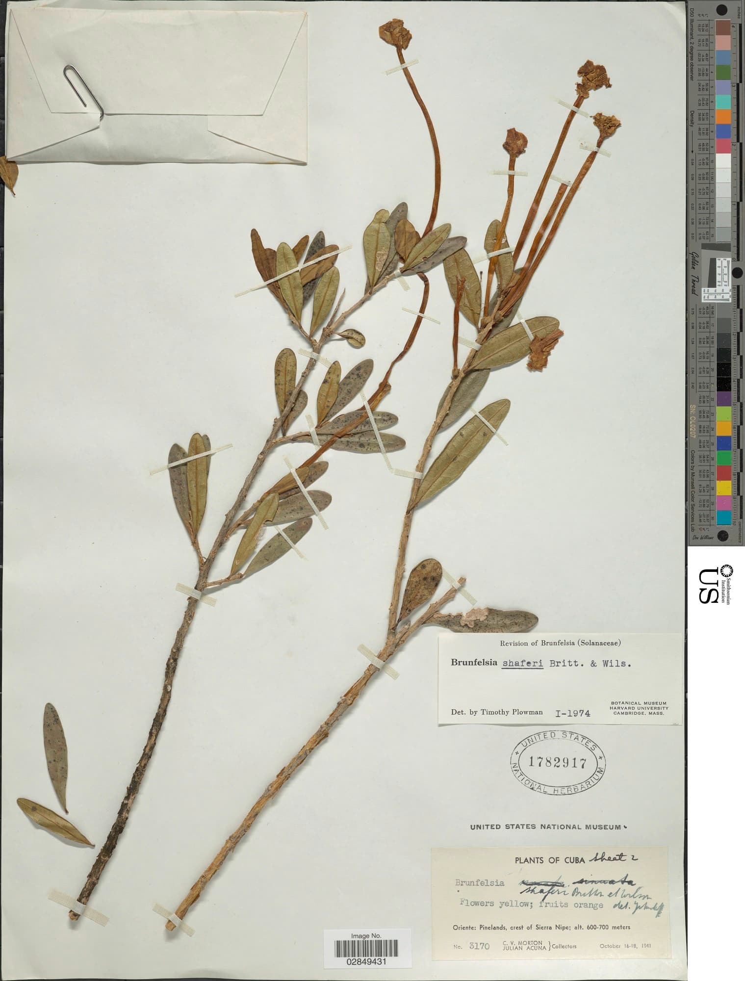 Brunfelsia shaferi