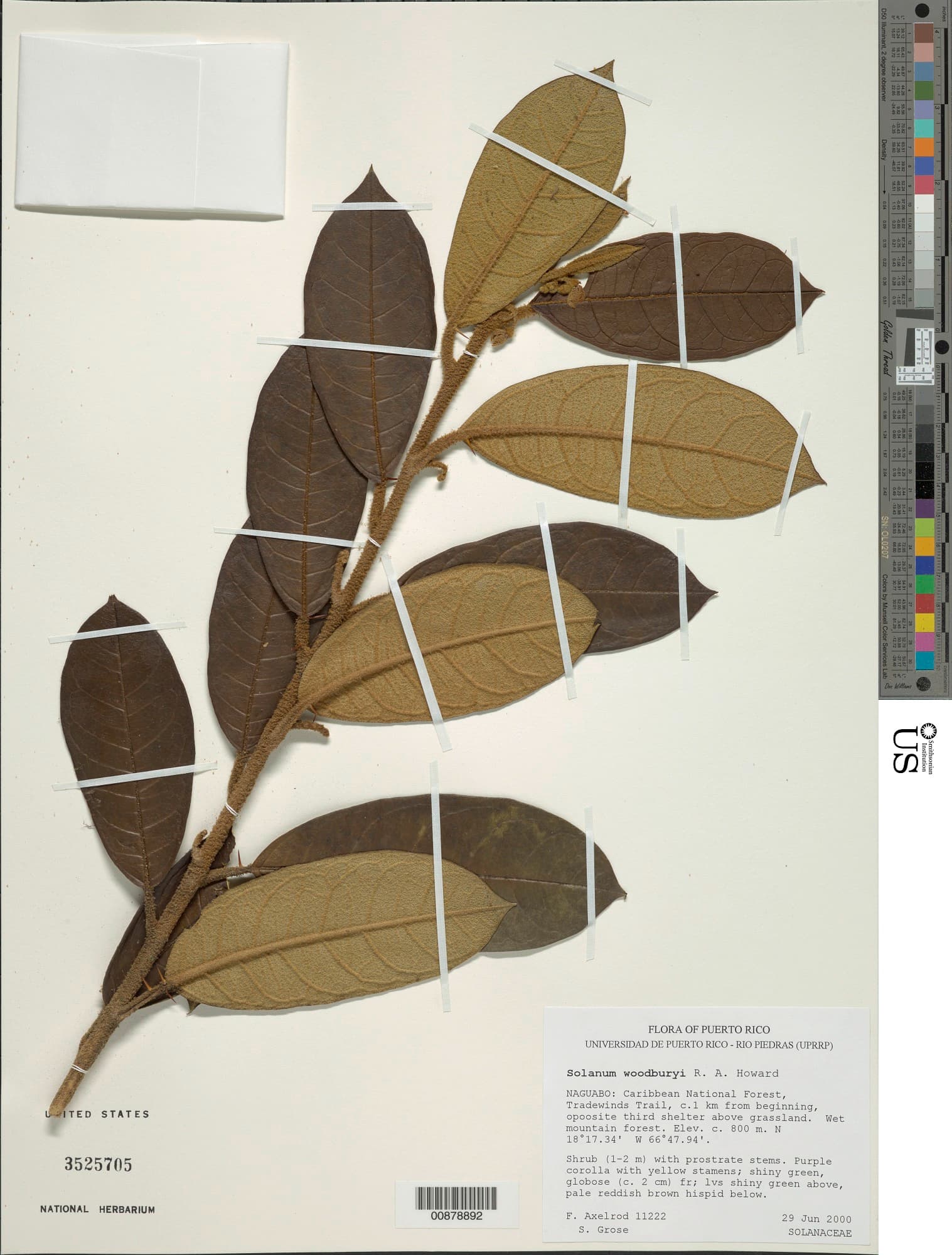 Solanum woodburyi