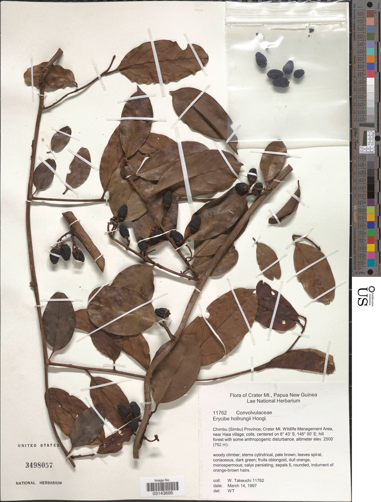 Erycibe hollrungii