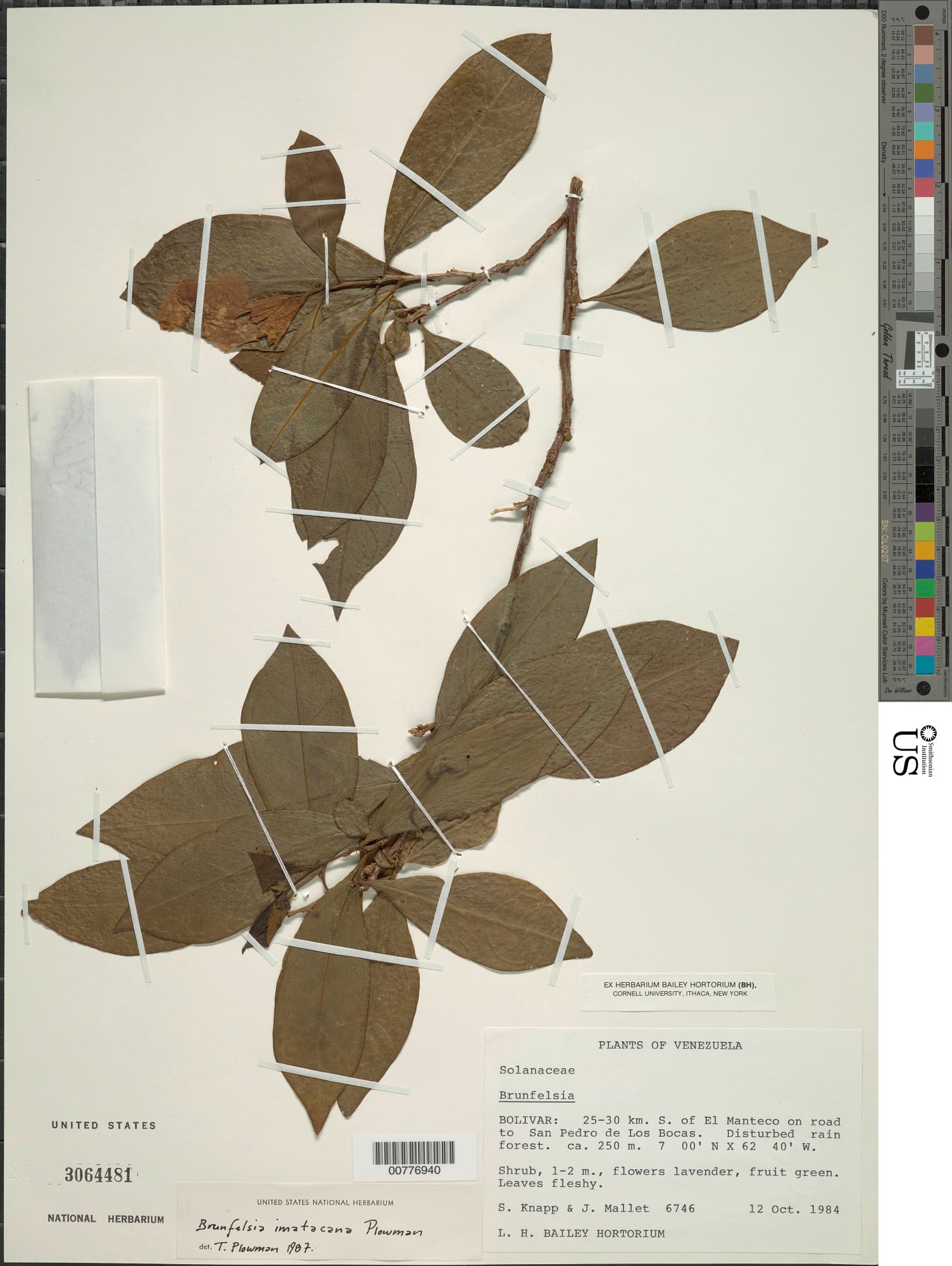 Imataca raintree