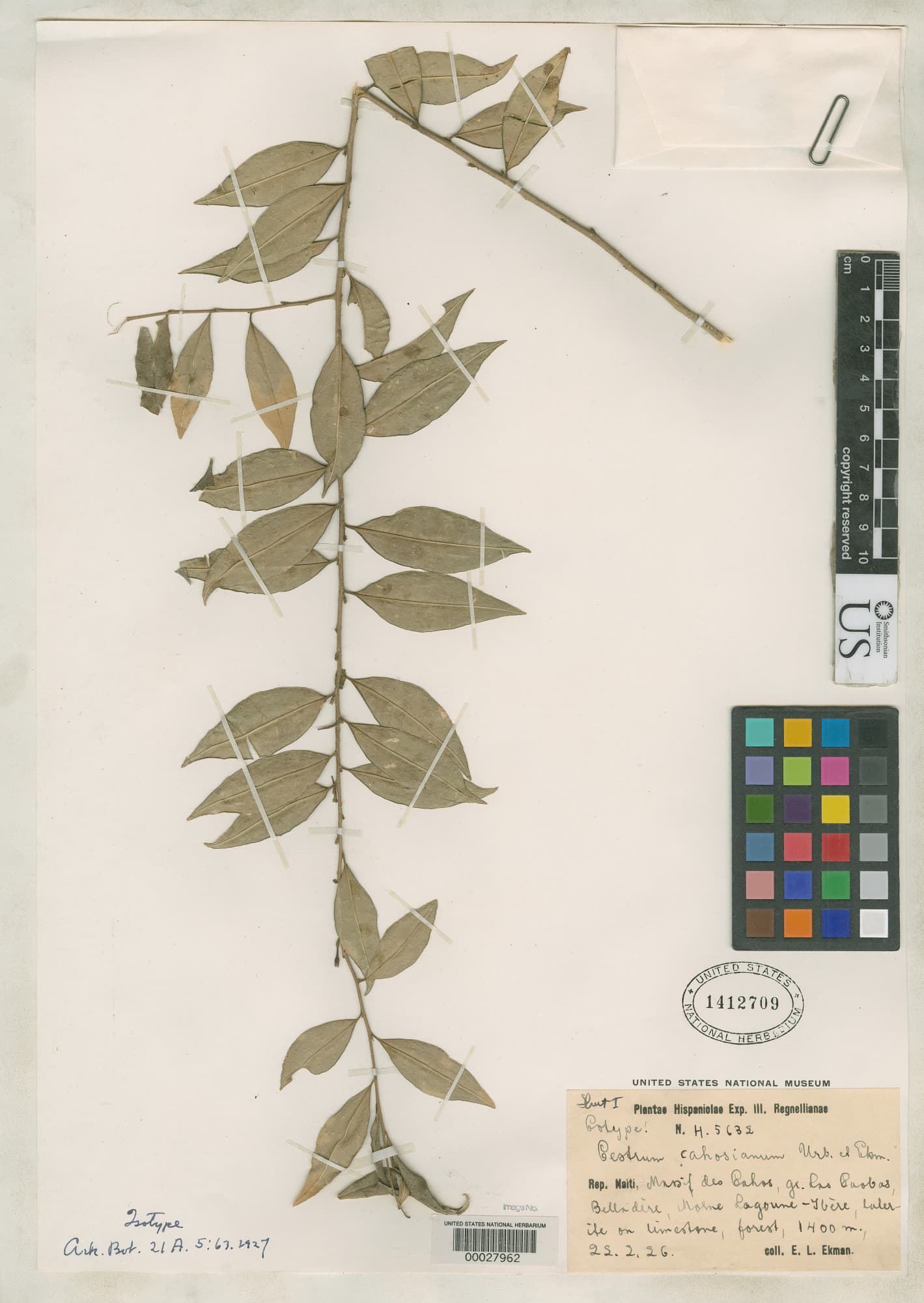 Cahos cestrum