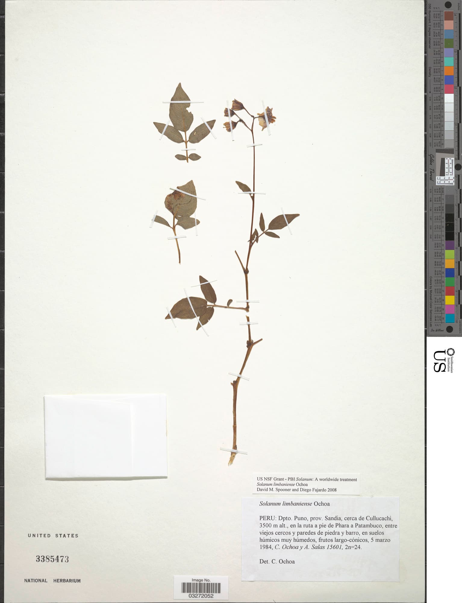 Solanum limbaniense