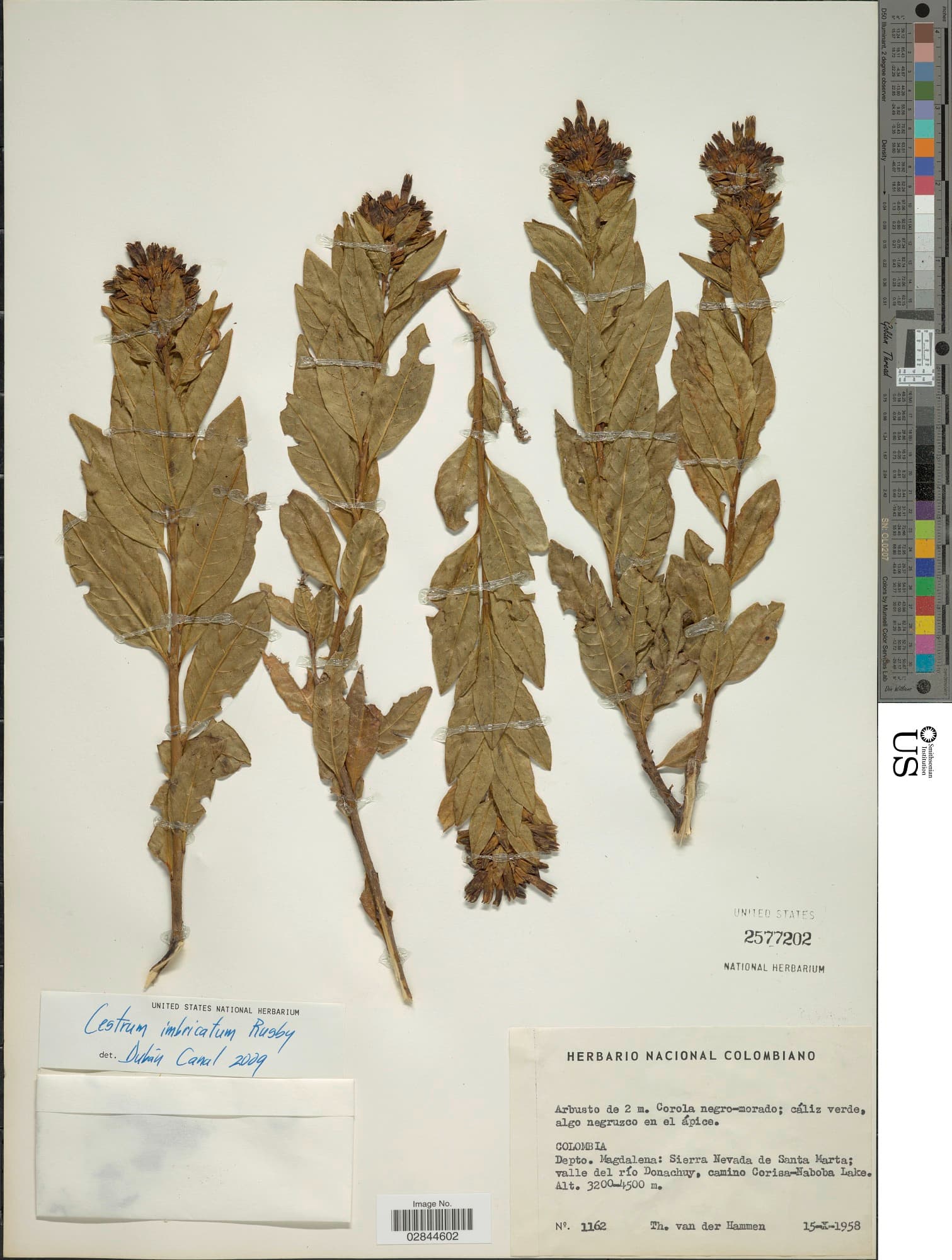 Cestrum imbricatum
