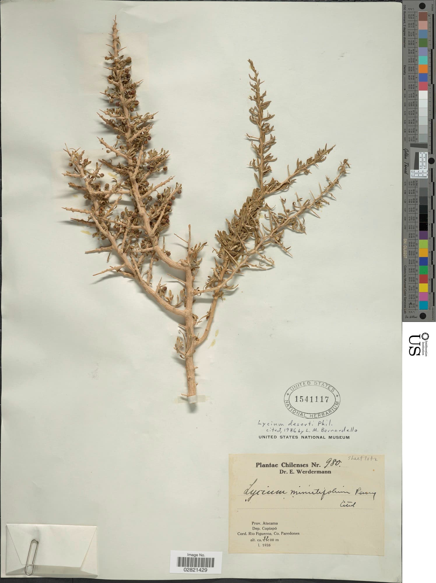 Lycium deserti