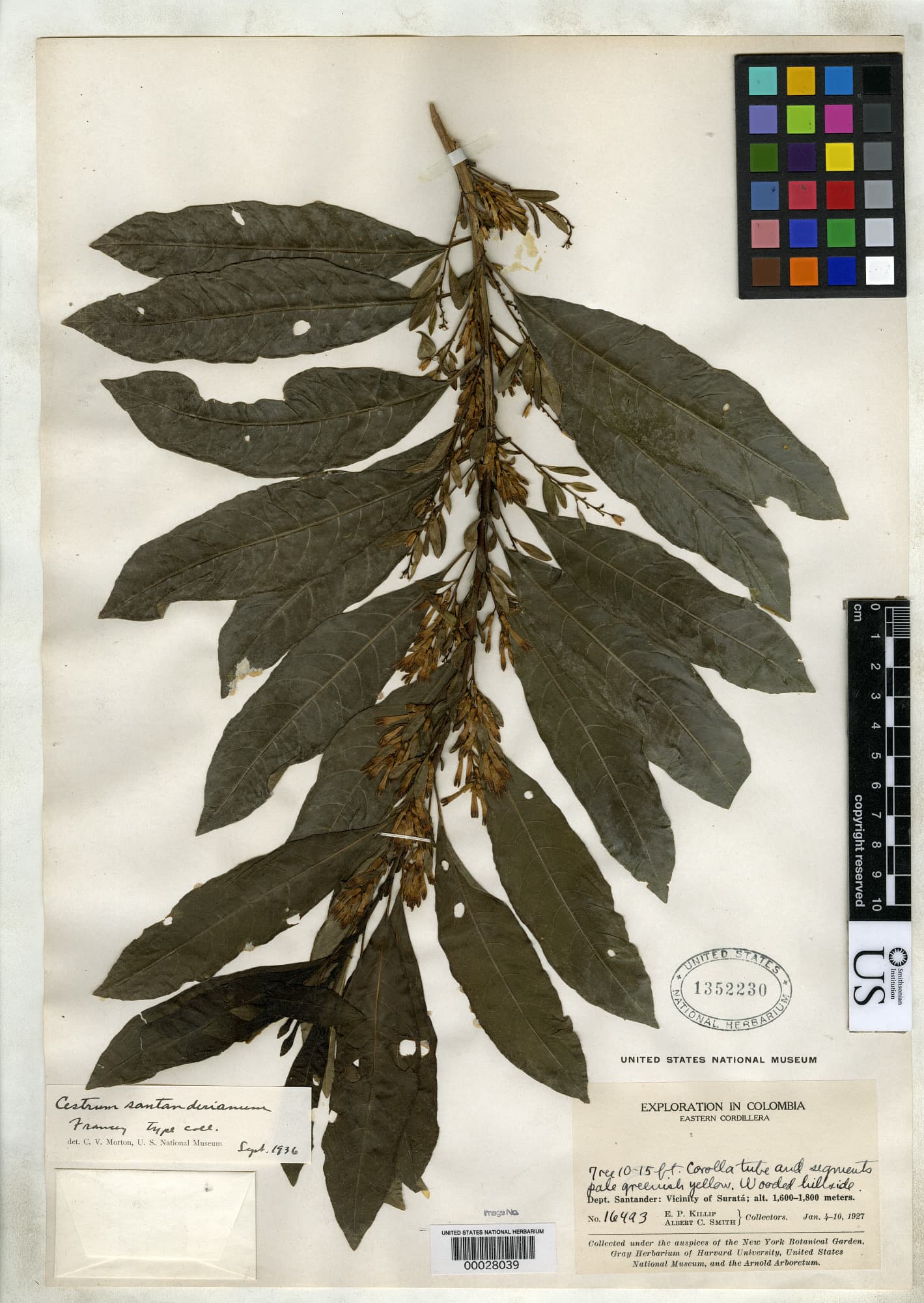 Santander cestrum