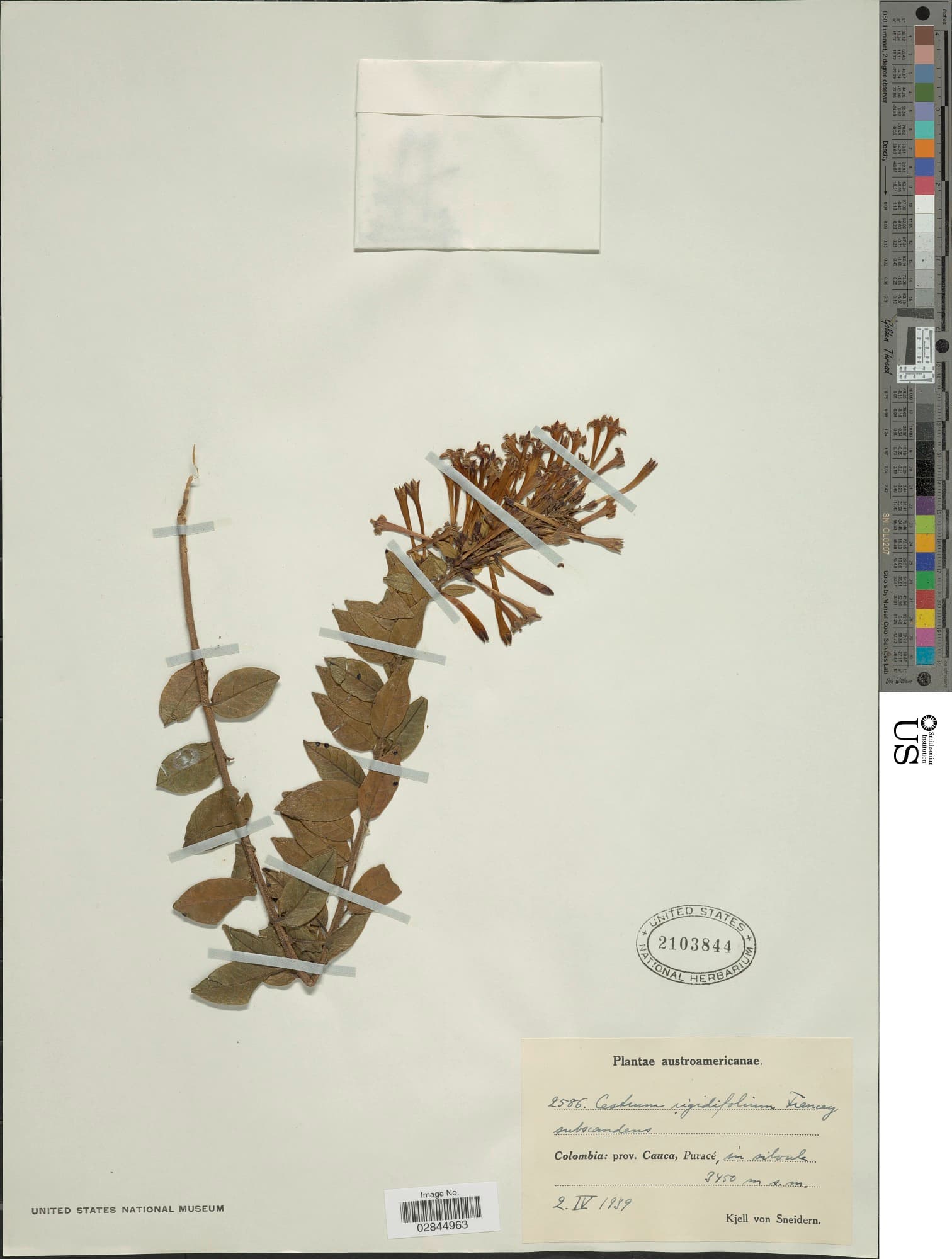 Cestrum rigidifolium