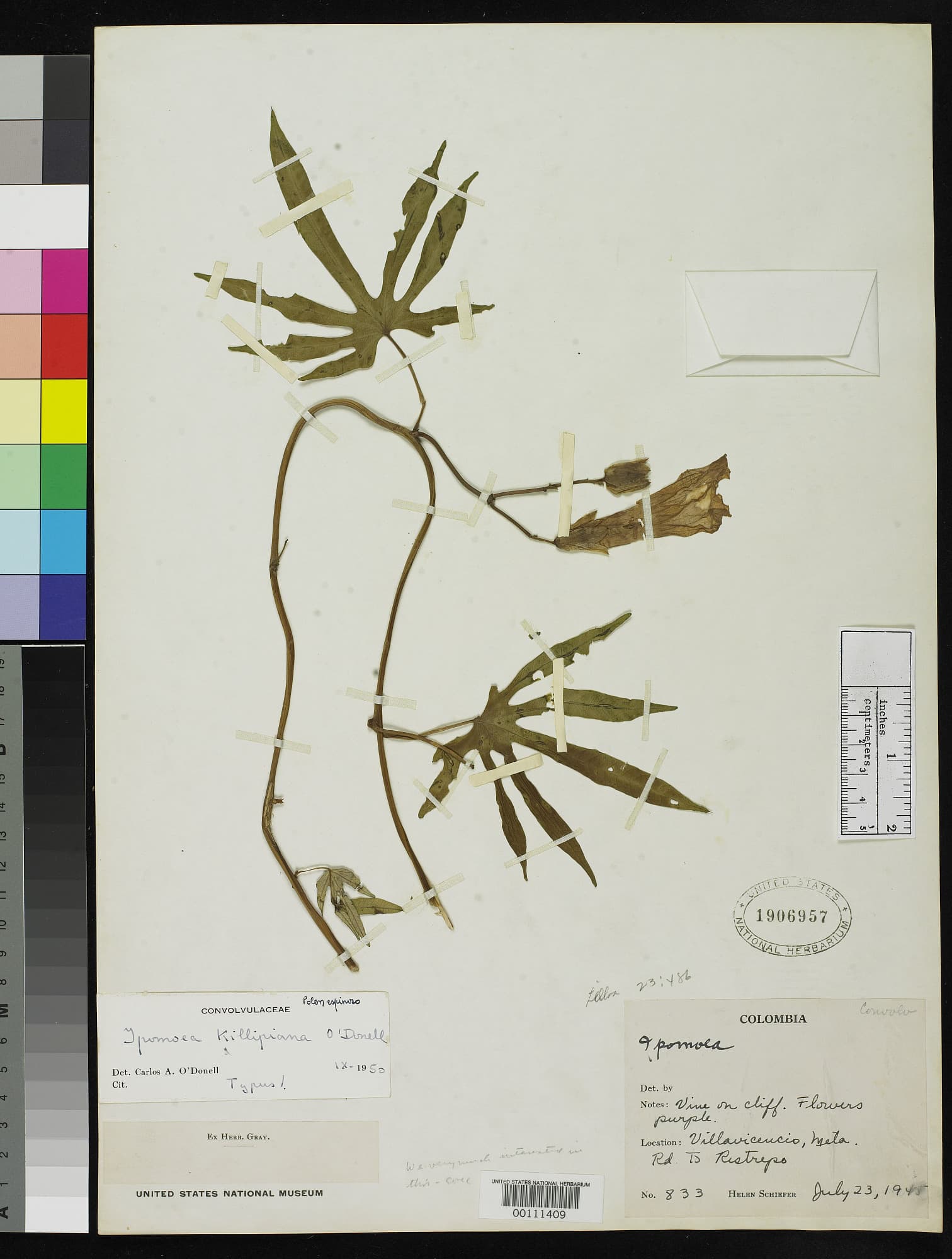 Ipomoea killipiana