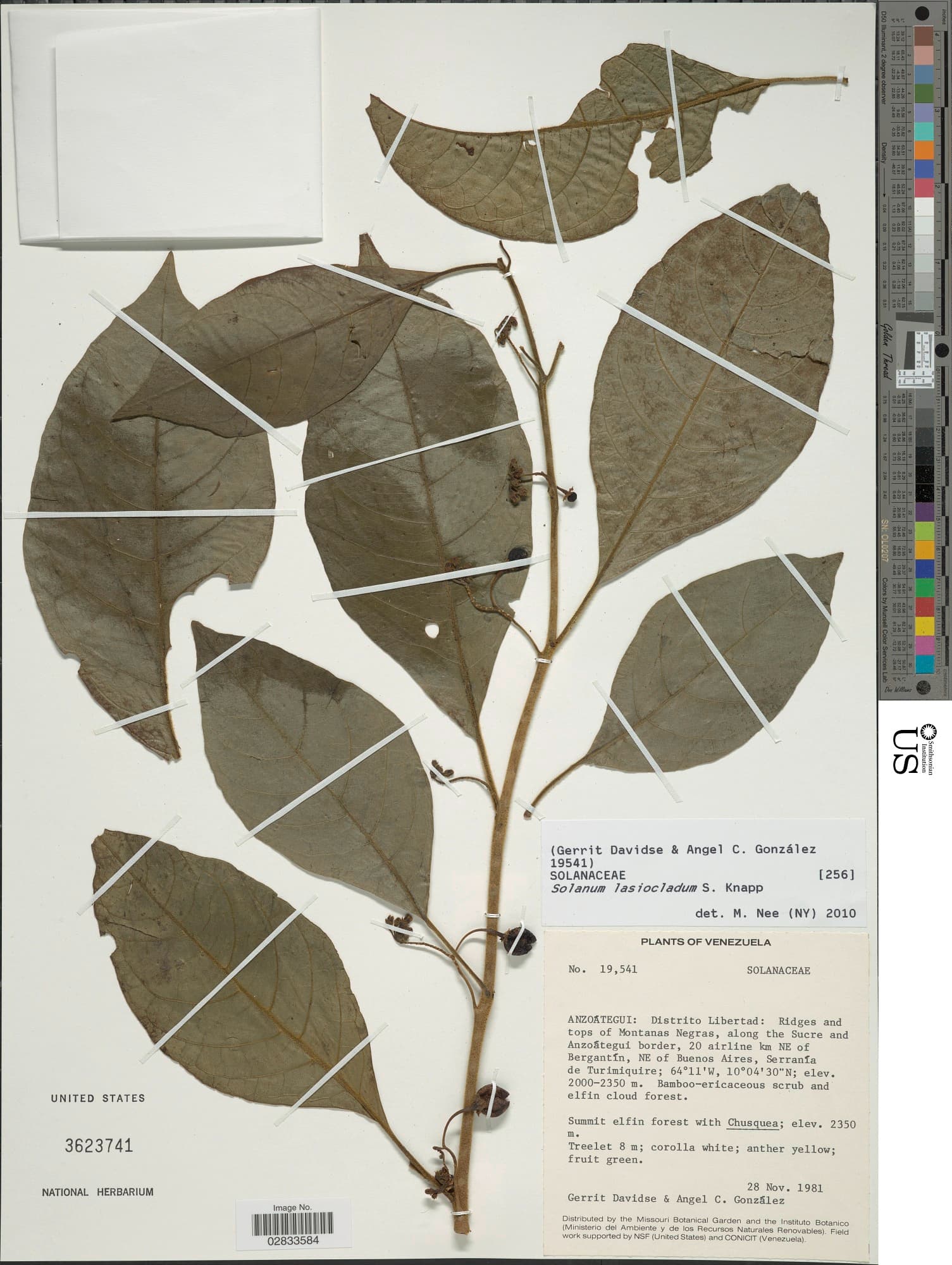 Solanum lasiocladum