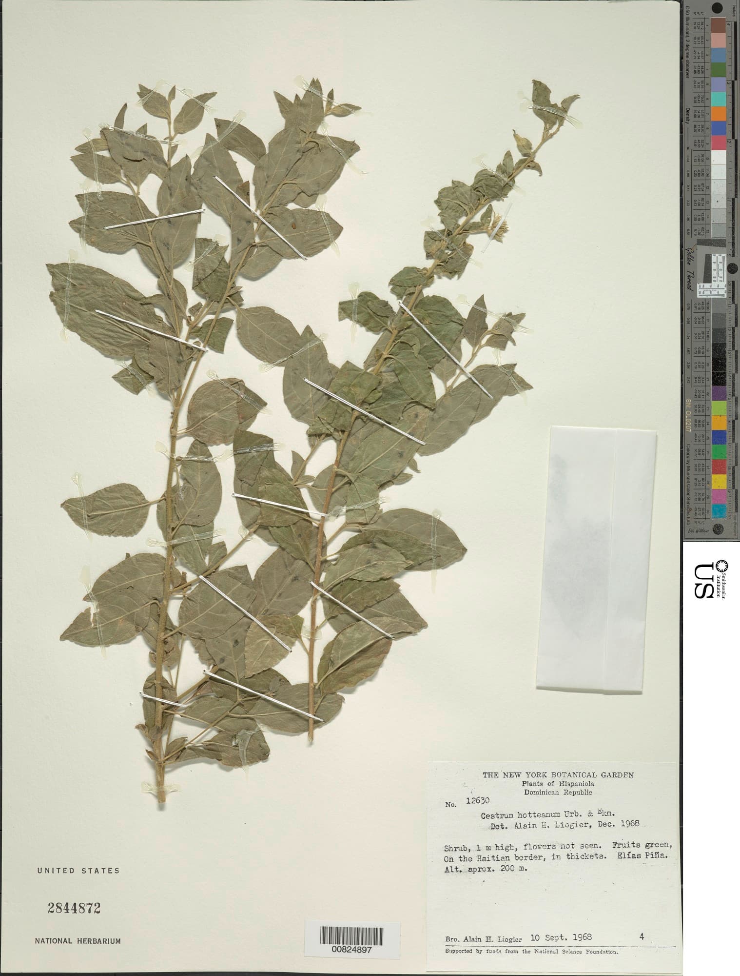 Cestrum hotteanum