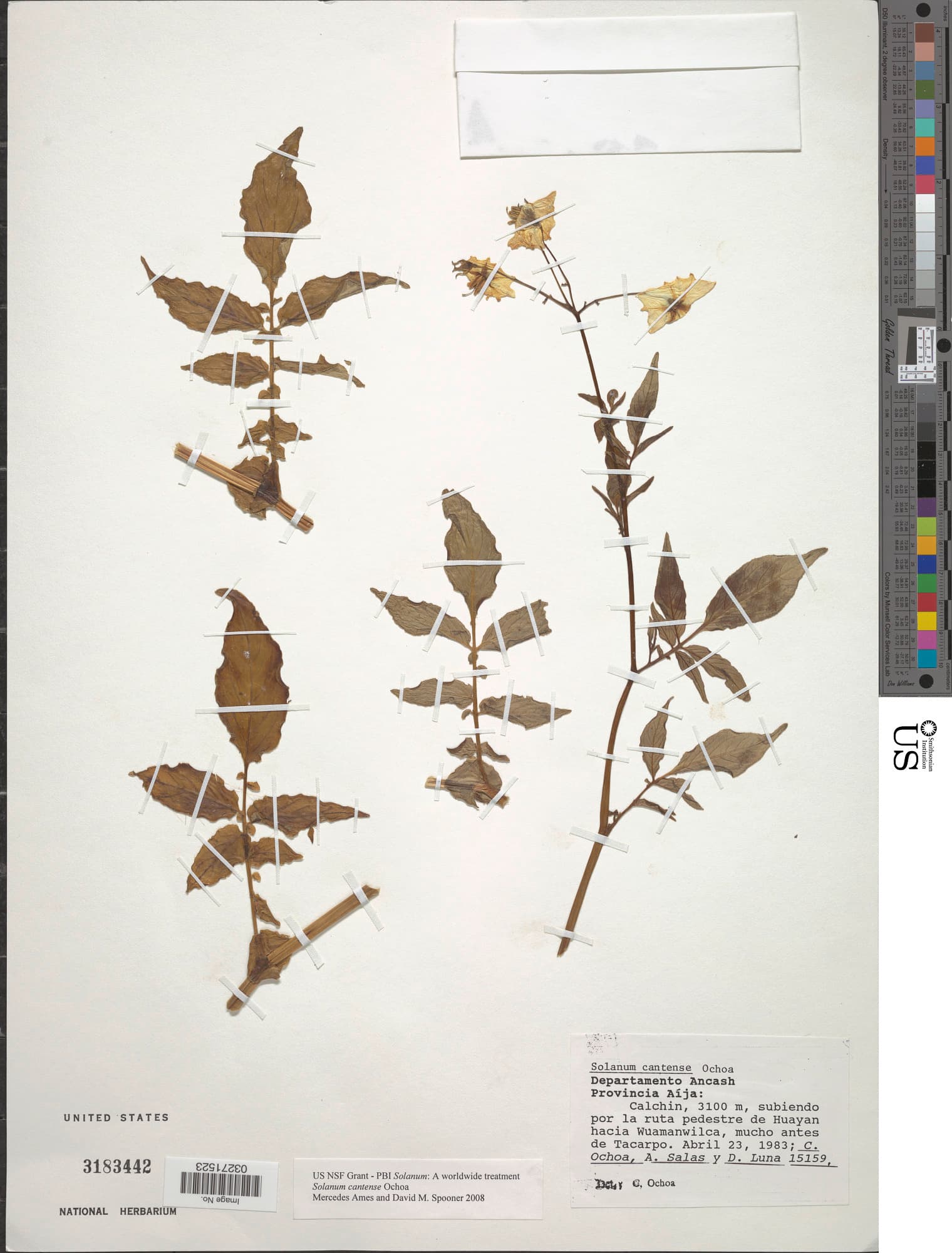 Solanum cantense