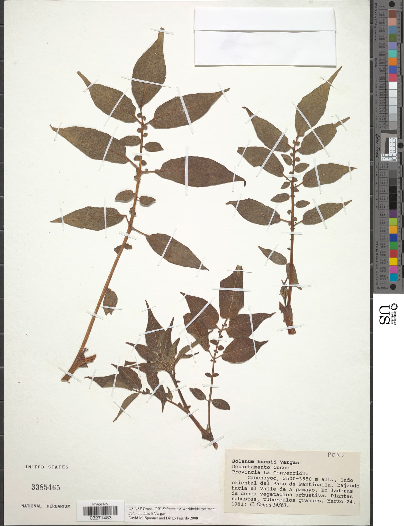 Solanum buesii