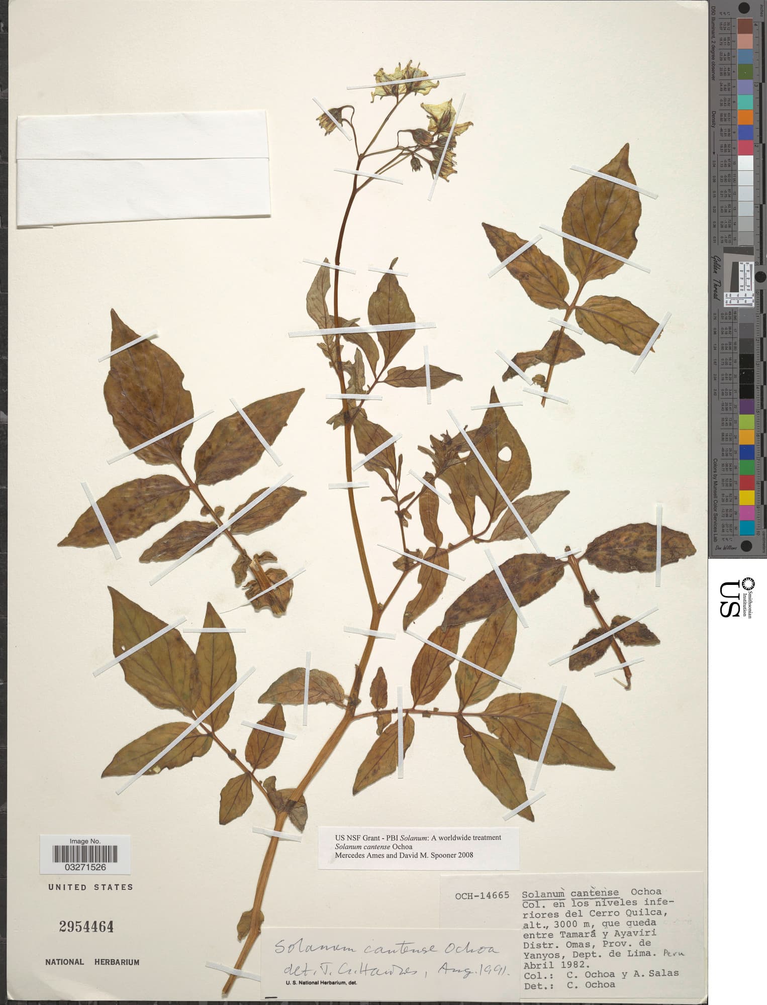 Solanum cantense