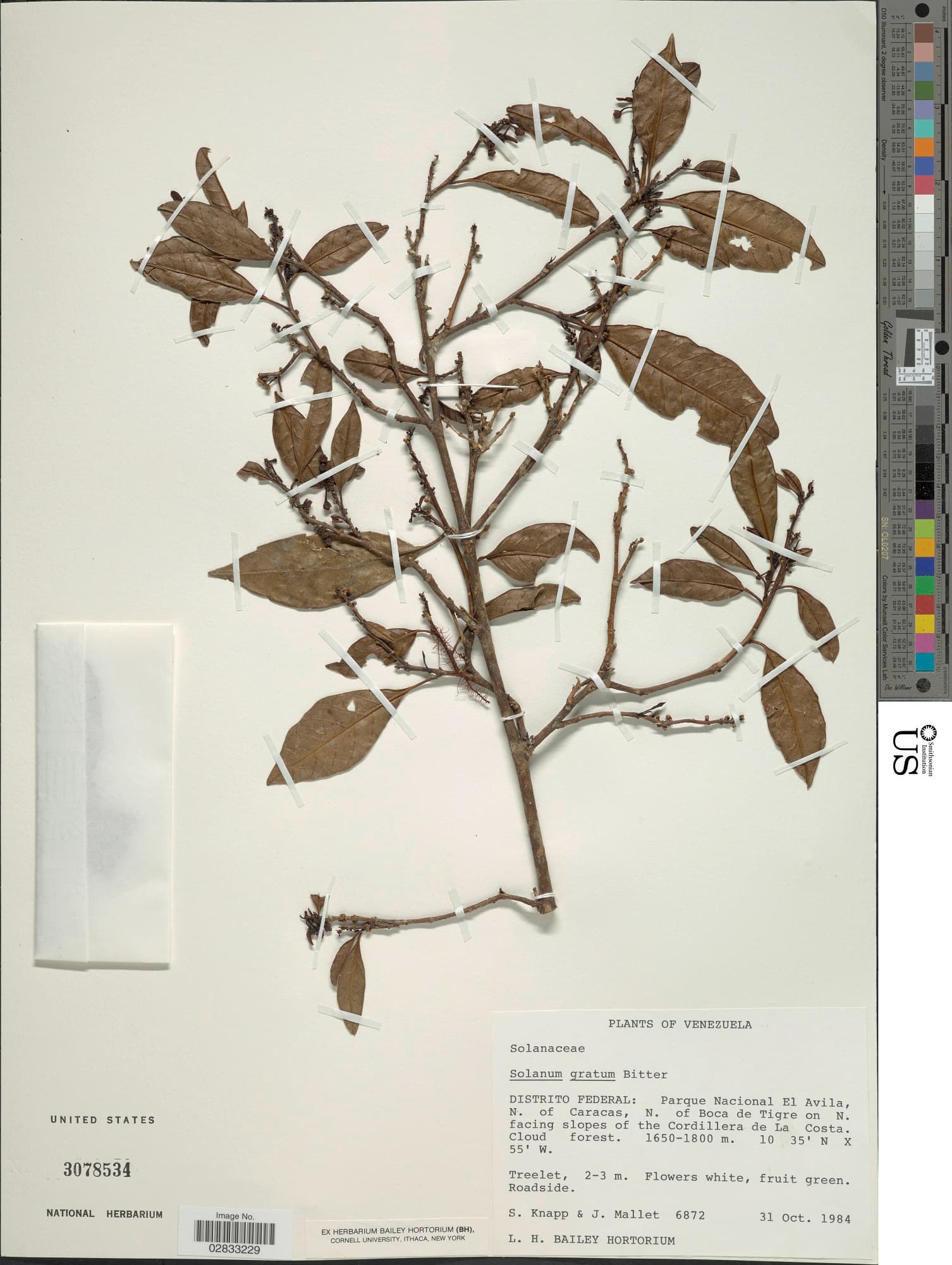 Solanum gratum