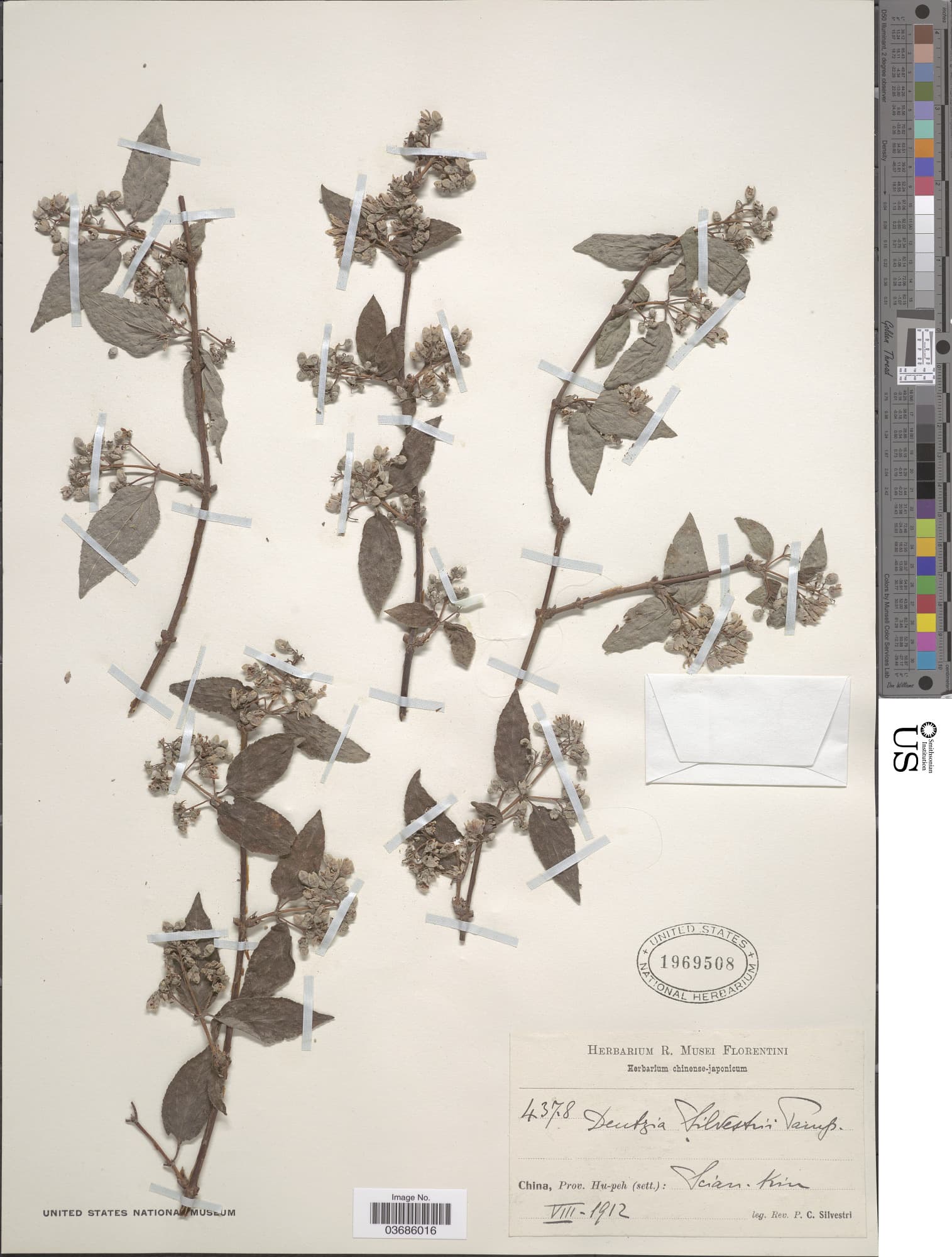 Deutzia silvestrii