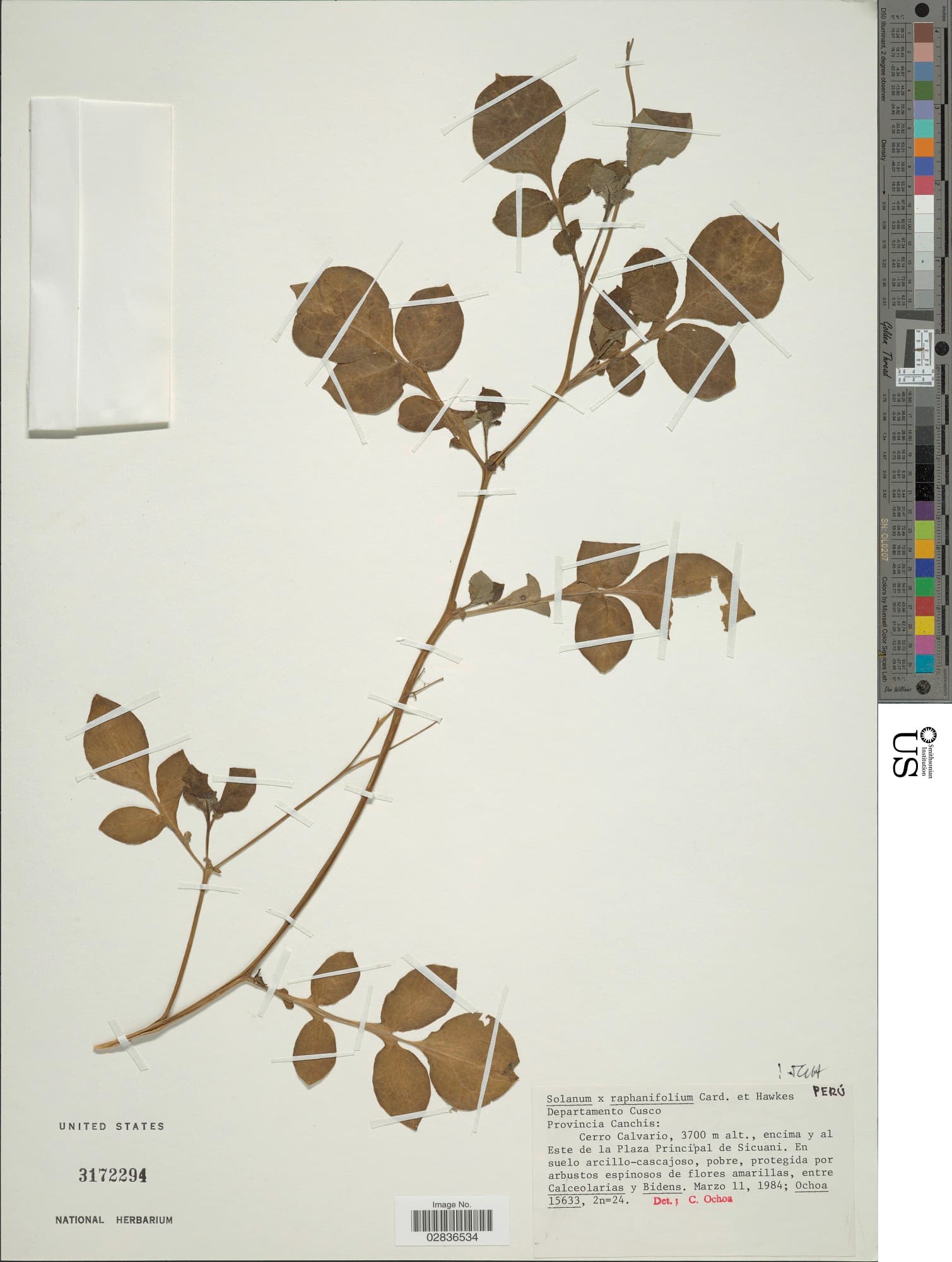 Solanum raphanifolium