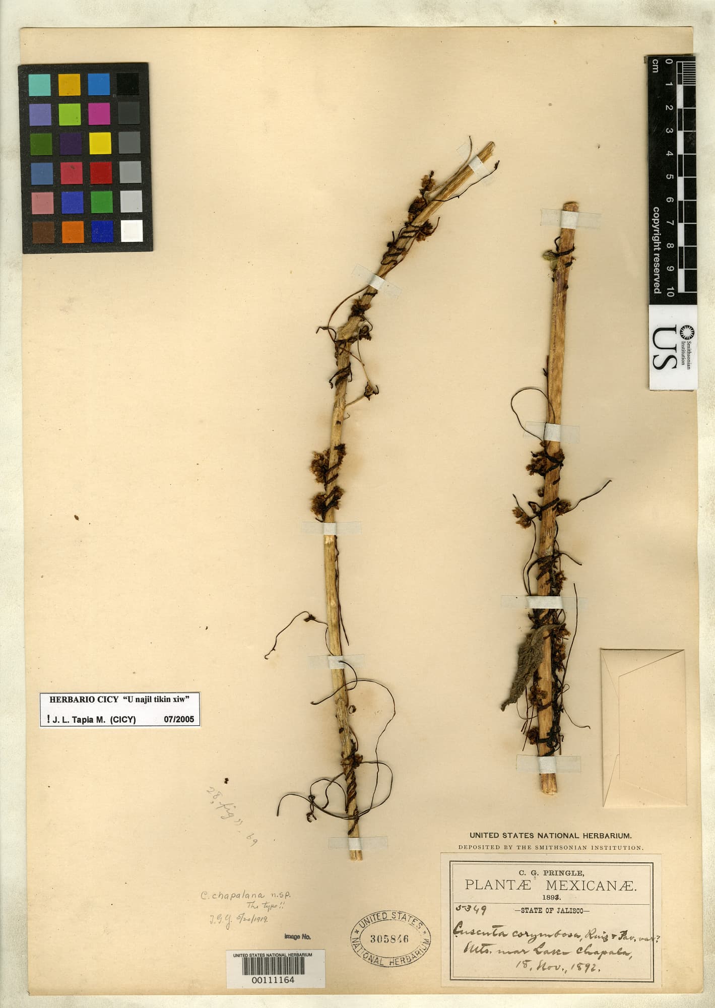 Cuscuta chapalana