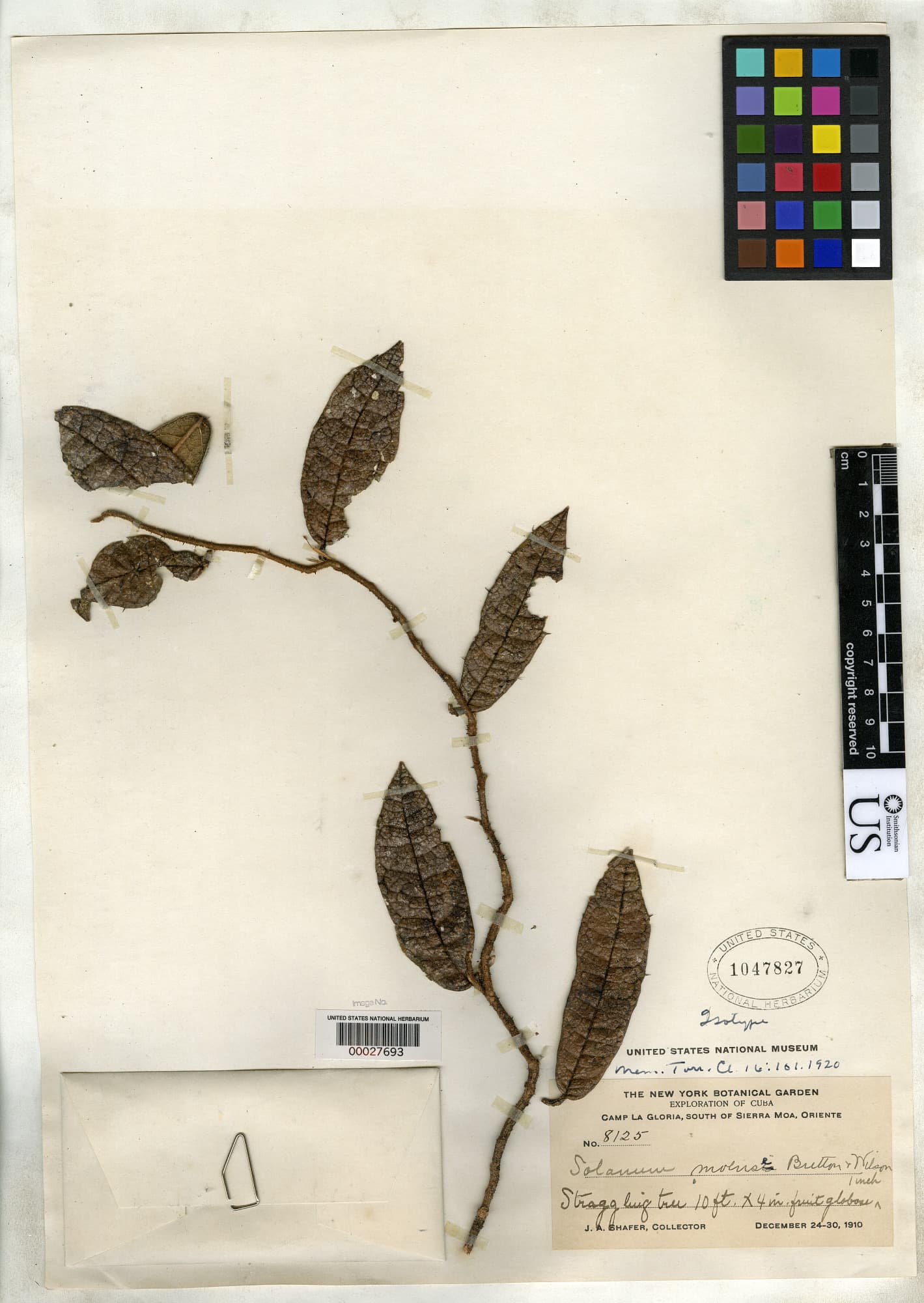 Solanum moense