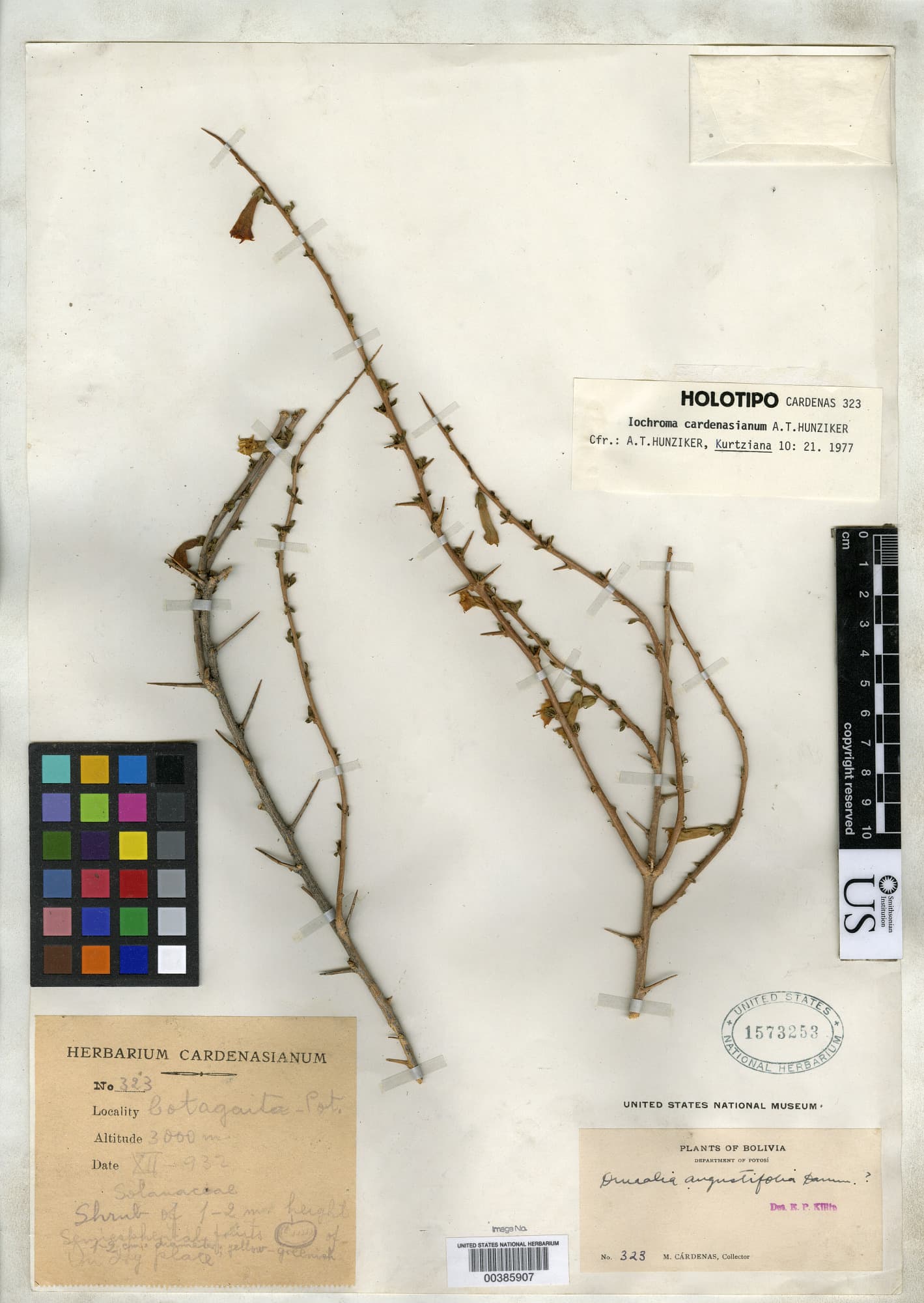 Trompettia cardenasiana