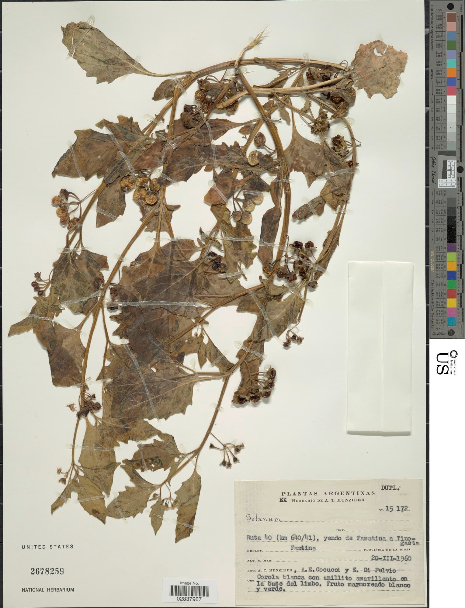 Solanum marmoratum