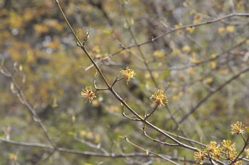 Cornus chinensis