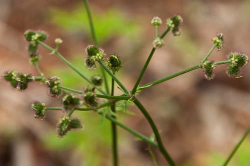 Sanicle
