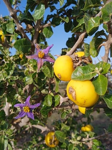 Solanum arundo
